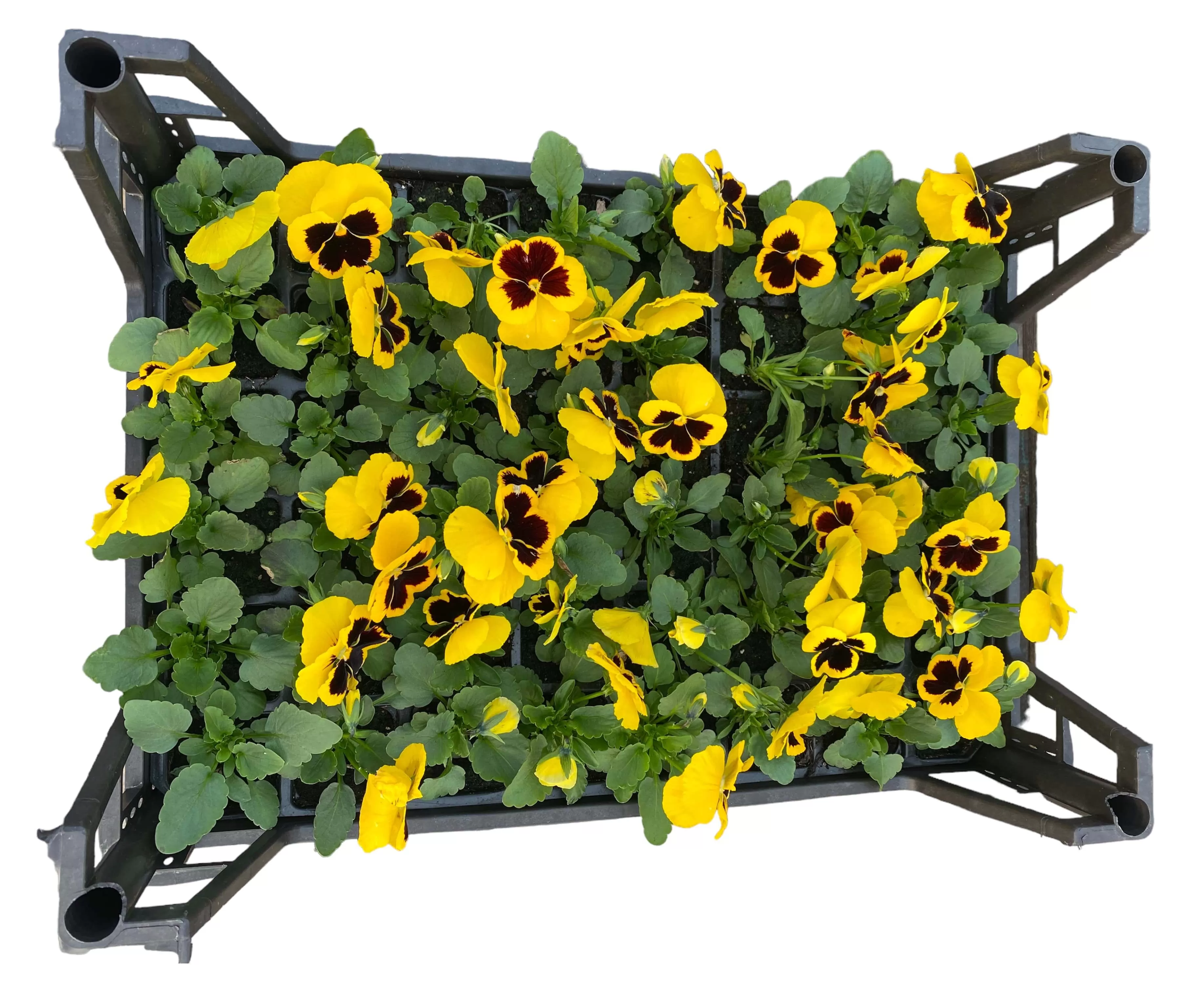 Hercai Menekşe (Viola Tricolar)