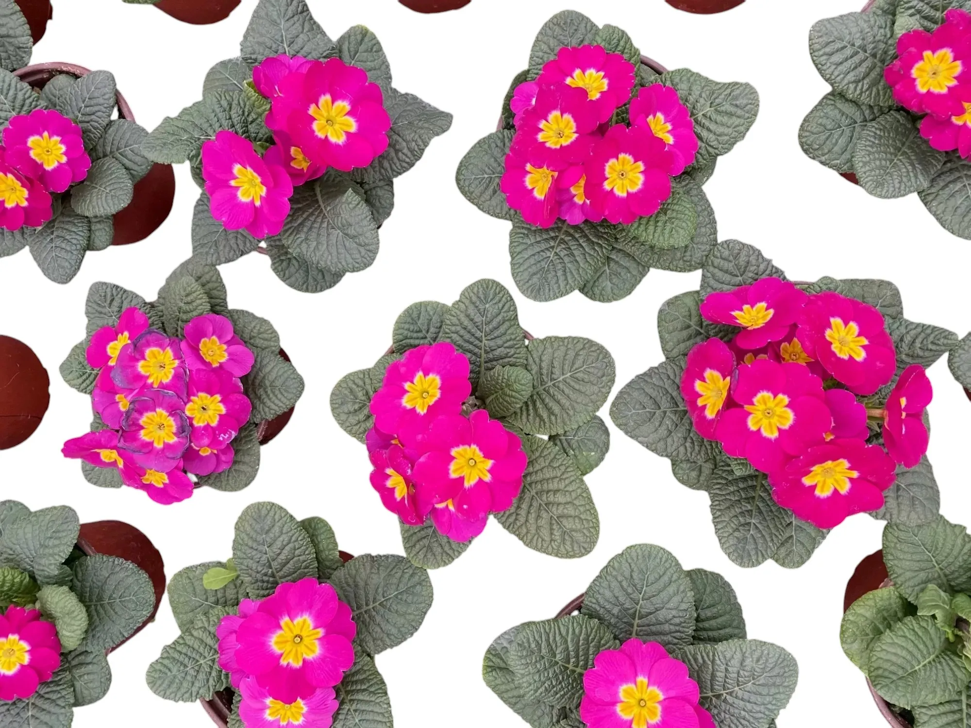 Çuha (Primrose)