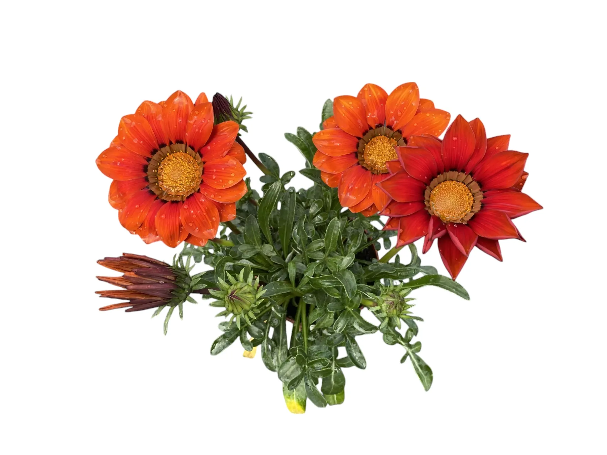 Gazanya (Gazania Rigens)