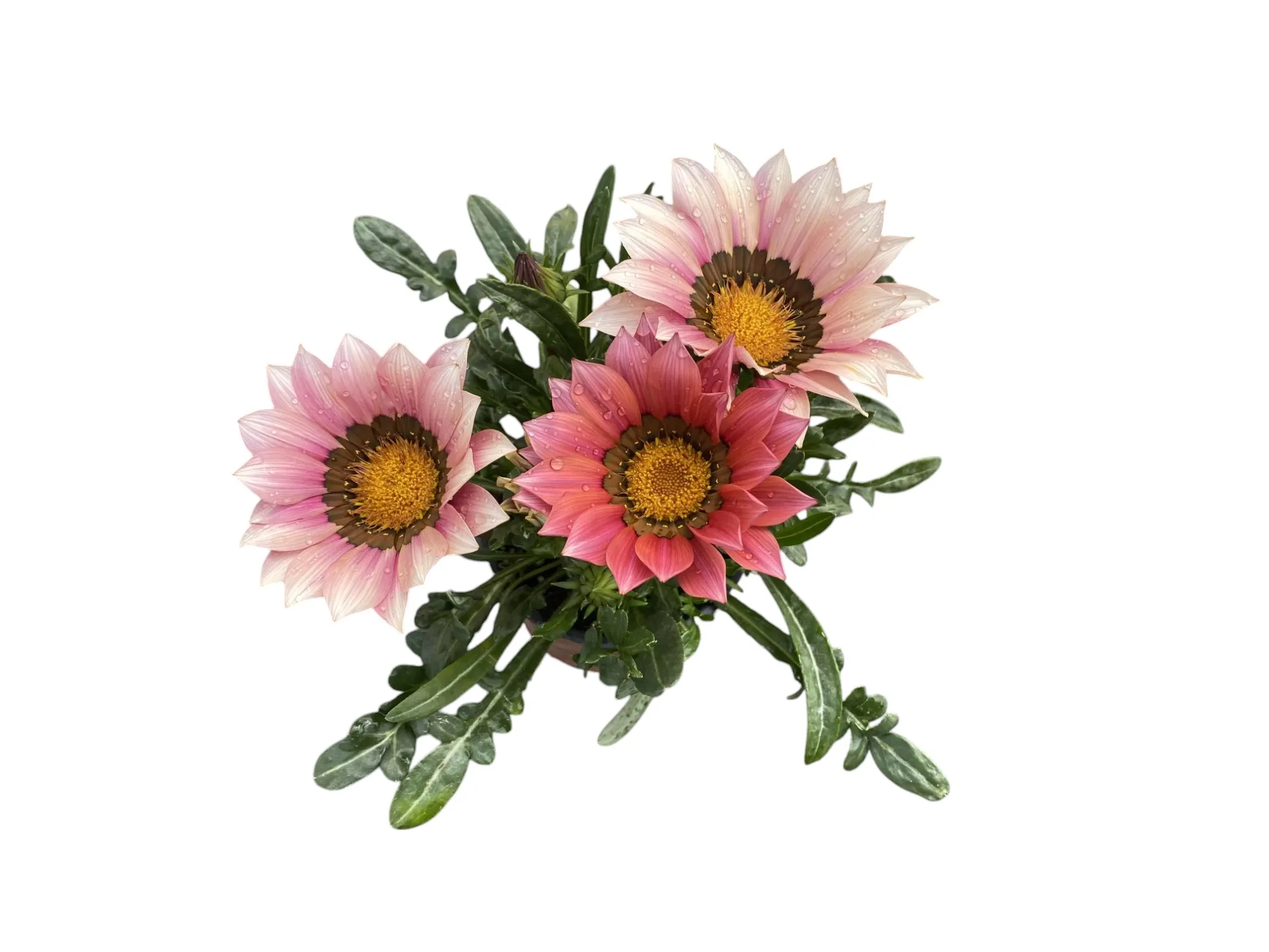 Gazanya (Gazania Rigens)