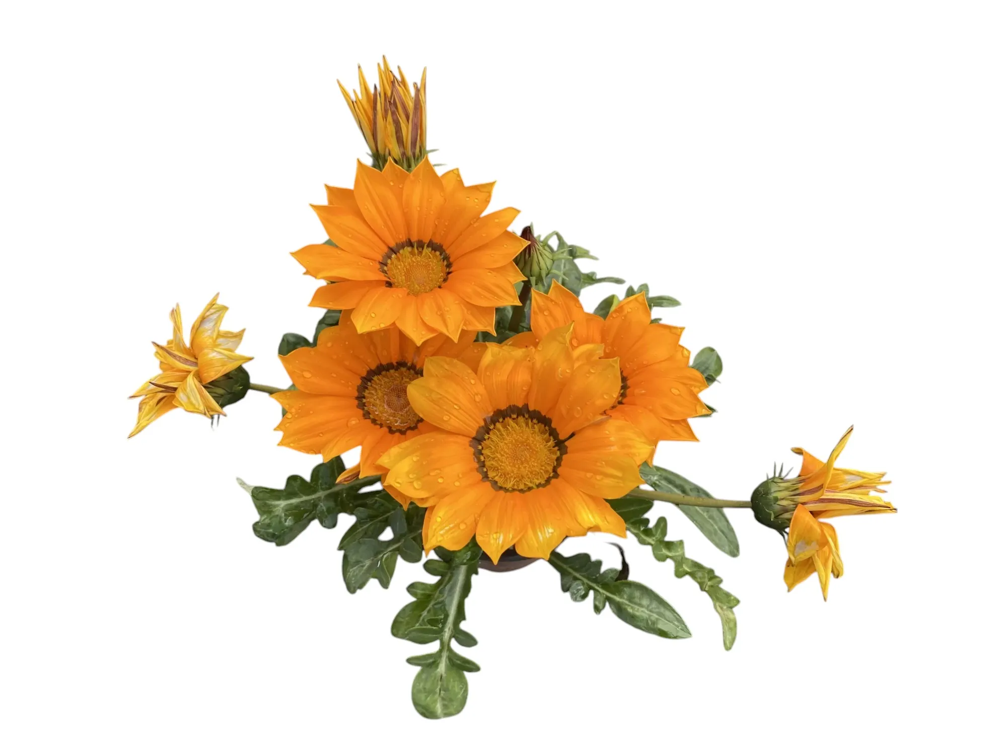 Gazanya (Gazania Rigens)