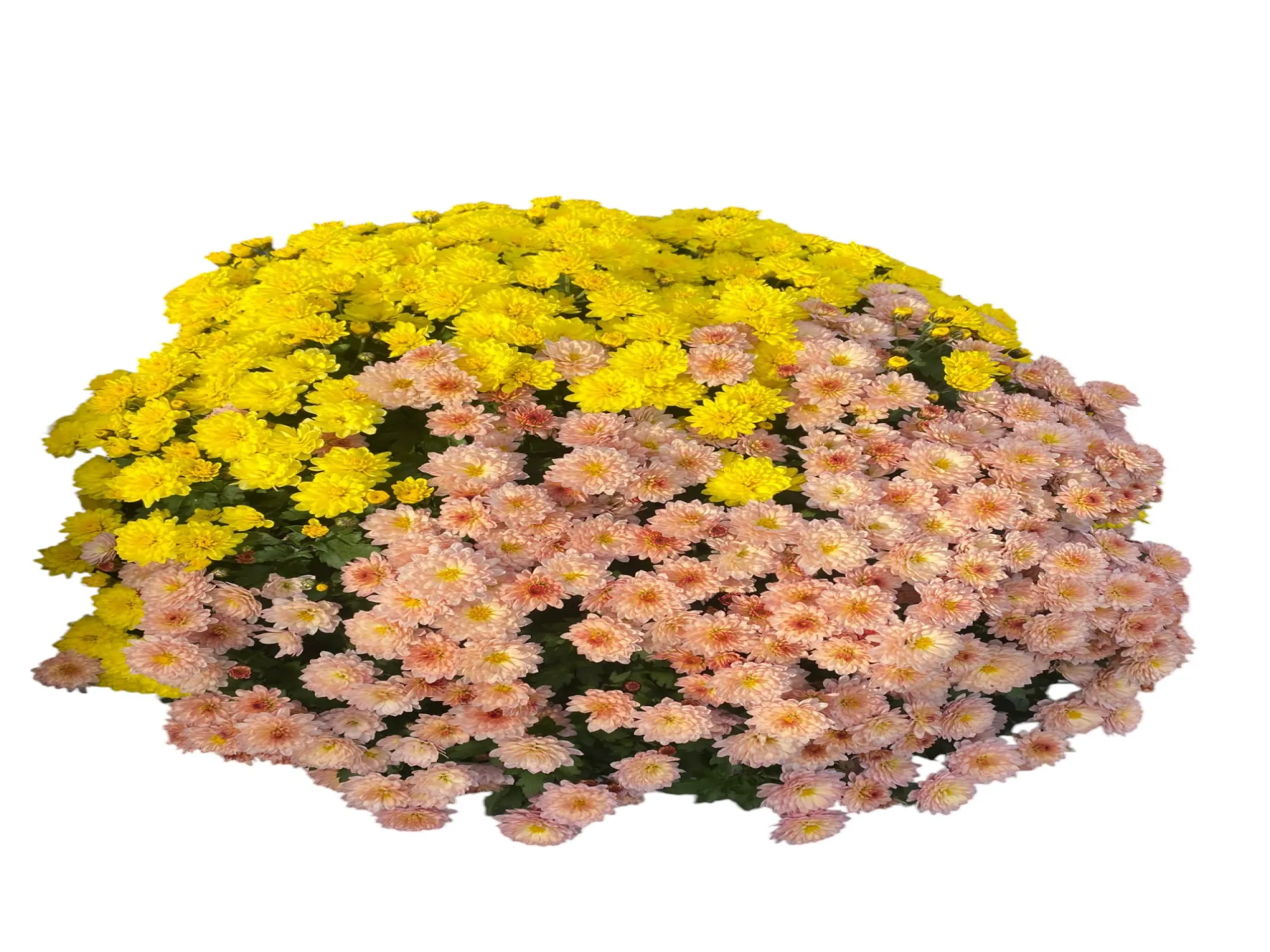 Kasımpatı (Chrysanthemum)