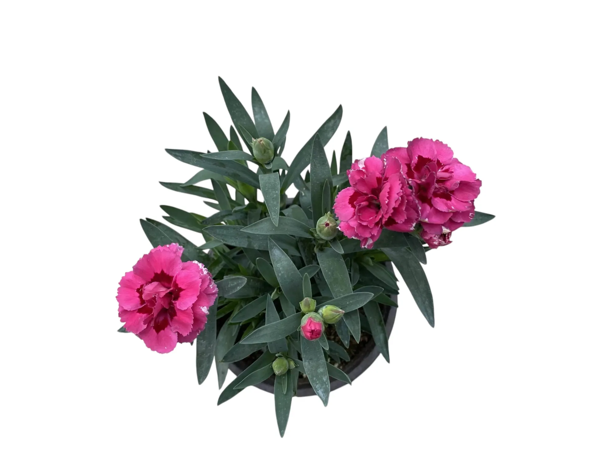 Karanfil (Dianthus Caryophyllus)