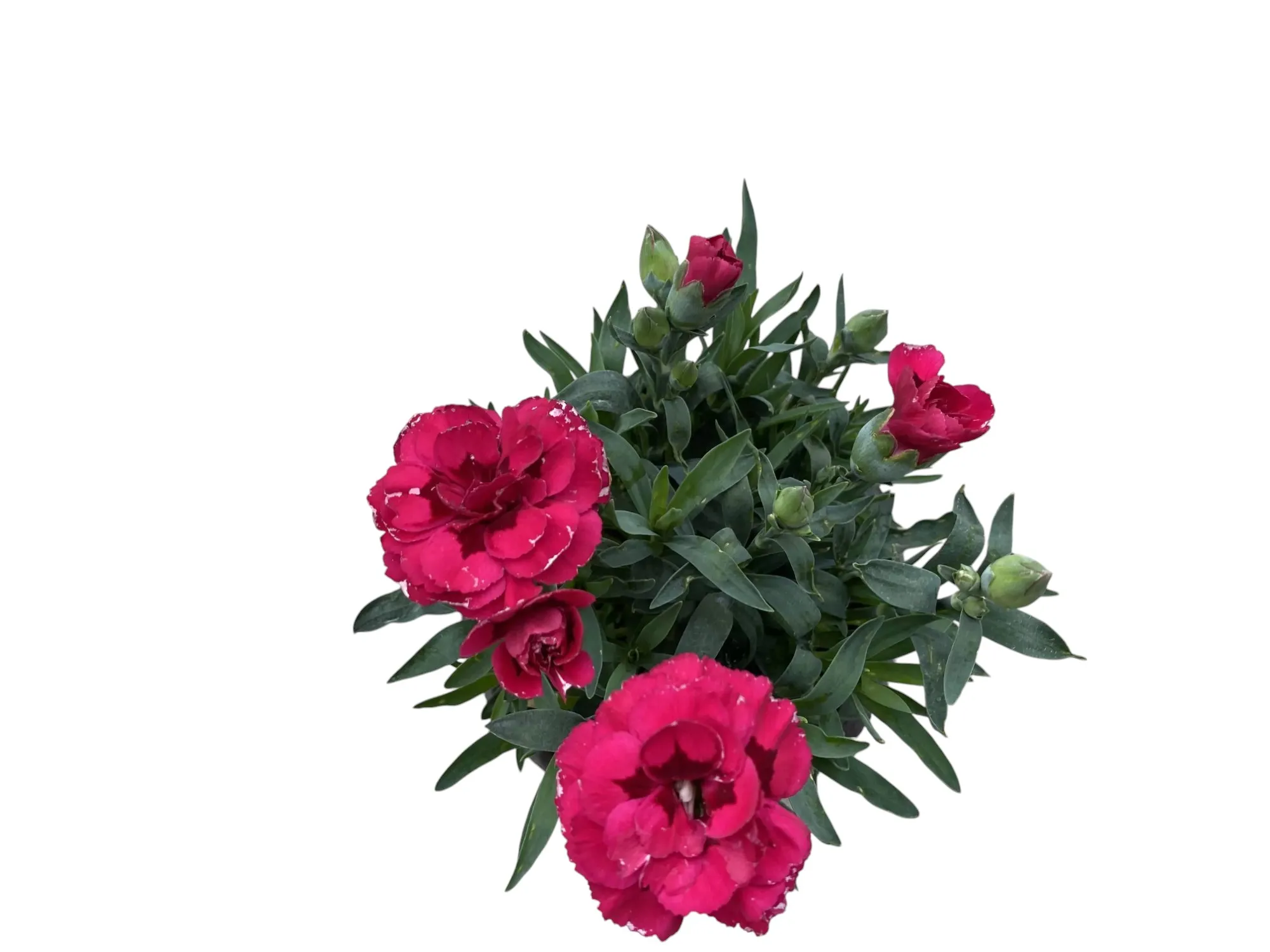 Karanfil (Dianthus Caryophyllus)