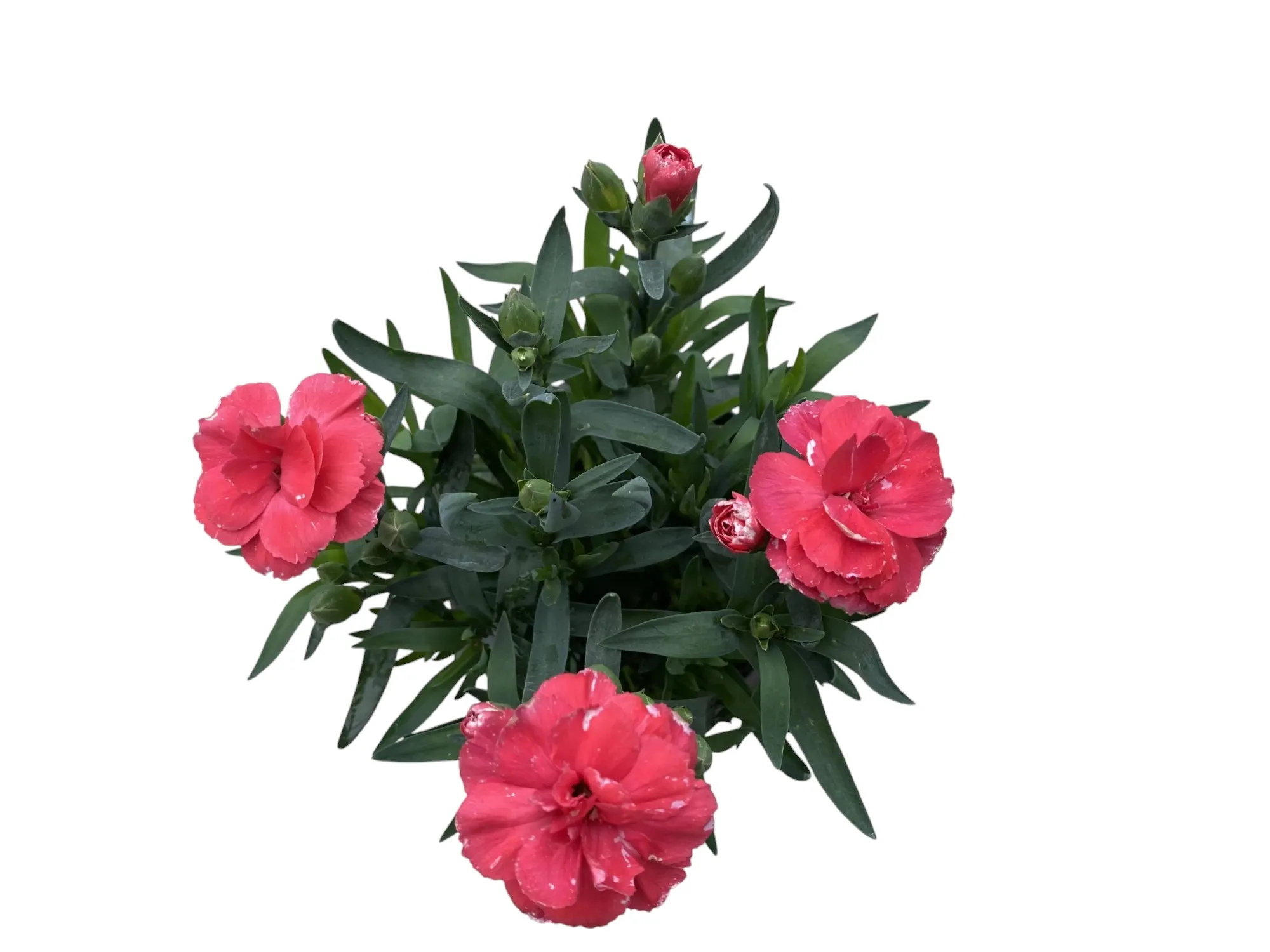 Karanfil (Dianthus Caryophyllus)