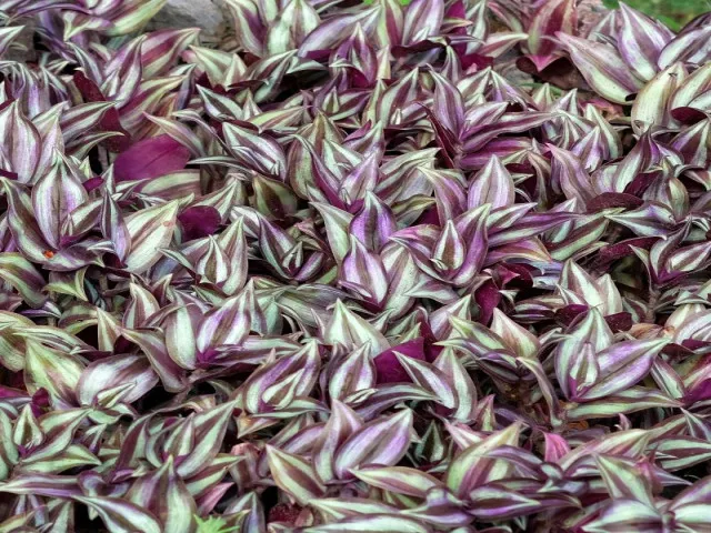 Telgraf (Tradescantia Zebrina)