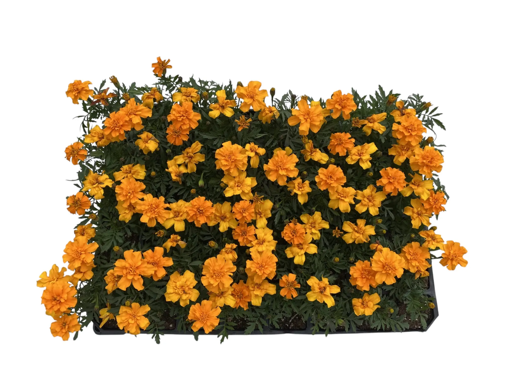 Mini Kadife ( Tagetes Erecta )