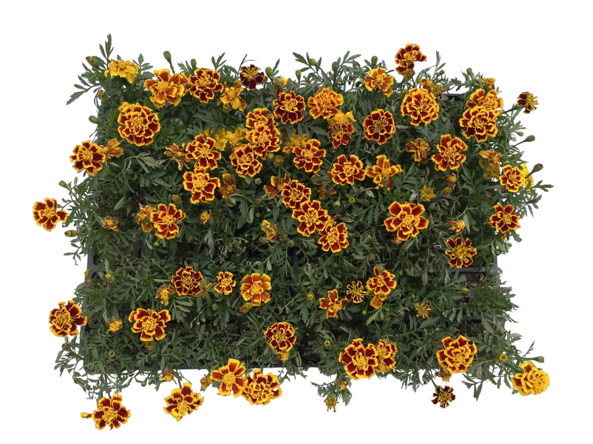 Mini Kadife ( Tagetes Erecta )