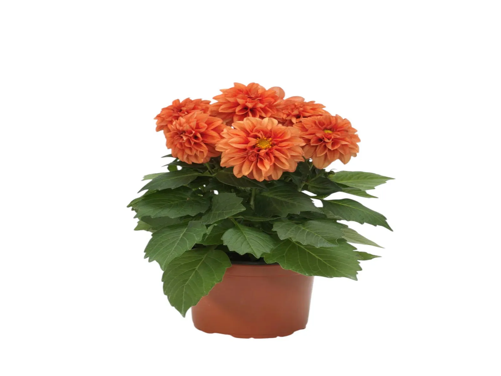 Yıldız (Dahlia)