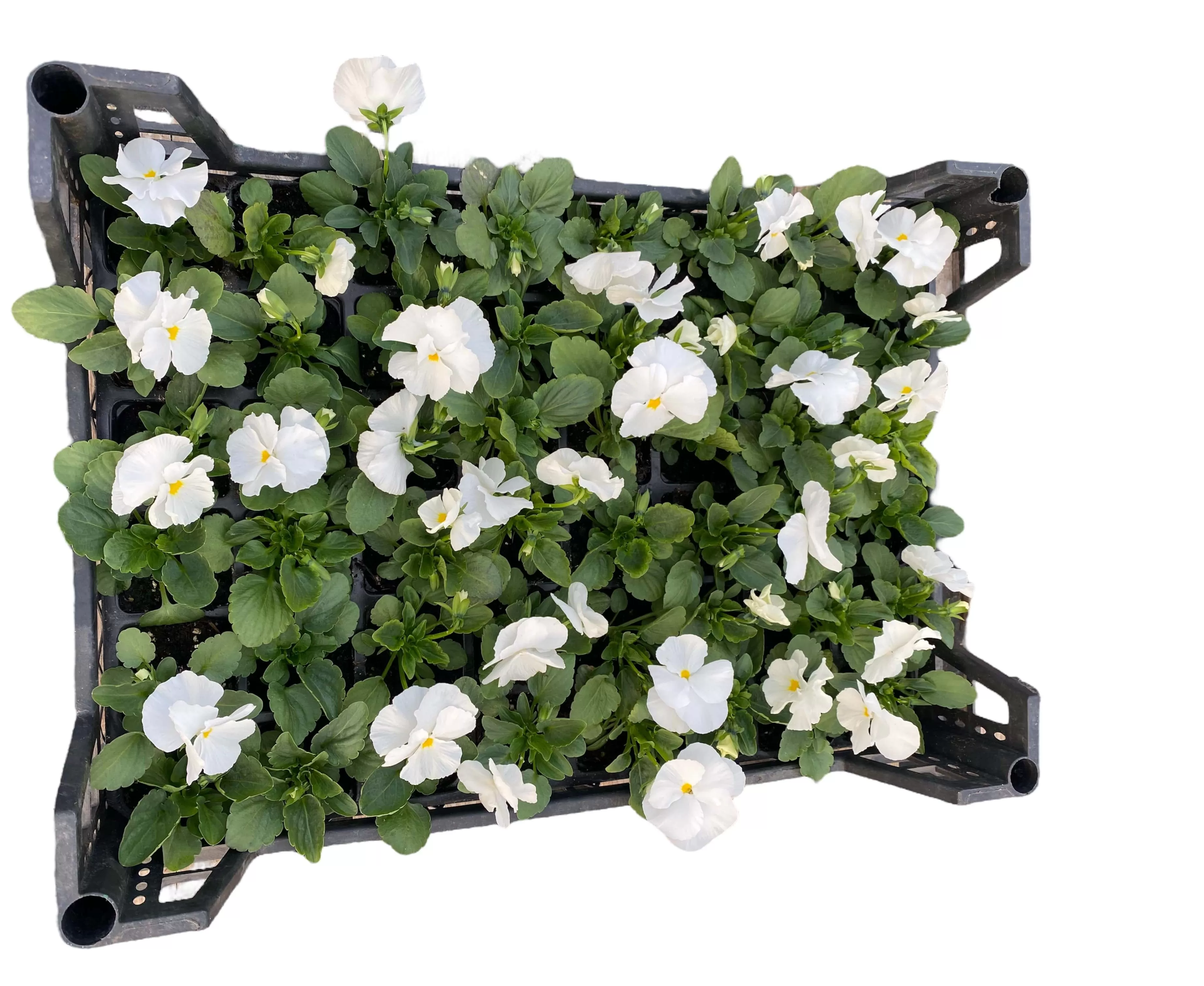 Hercai Menekşe (Viola Tricolar)