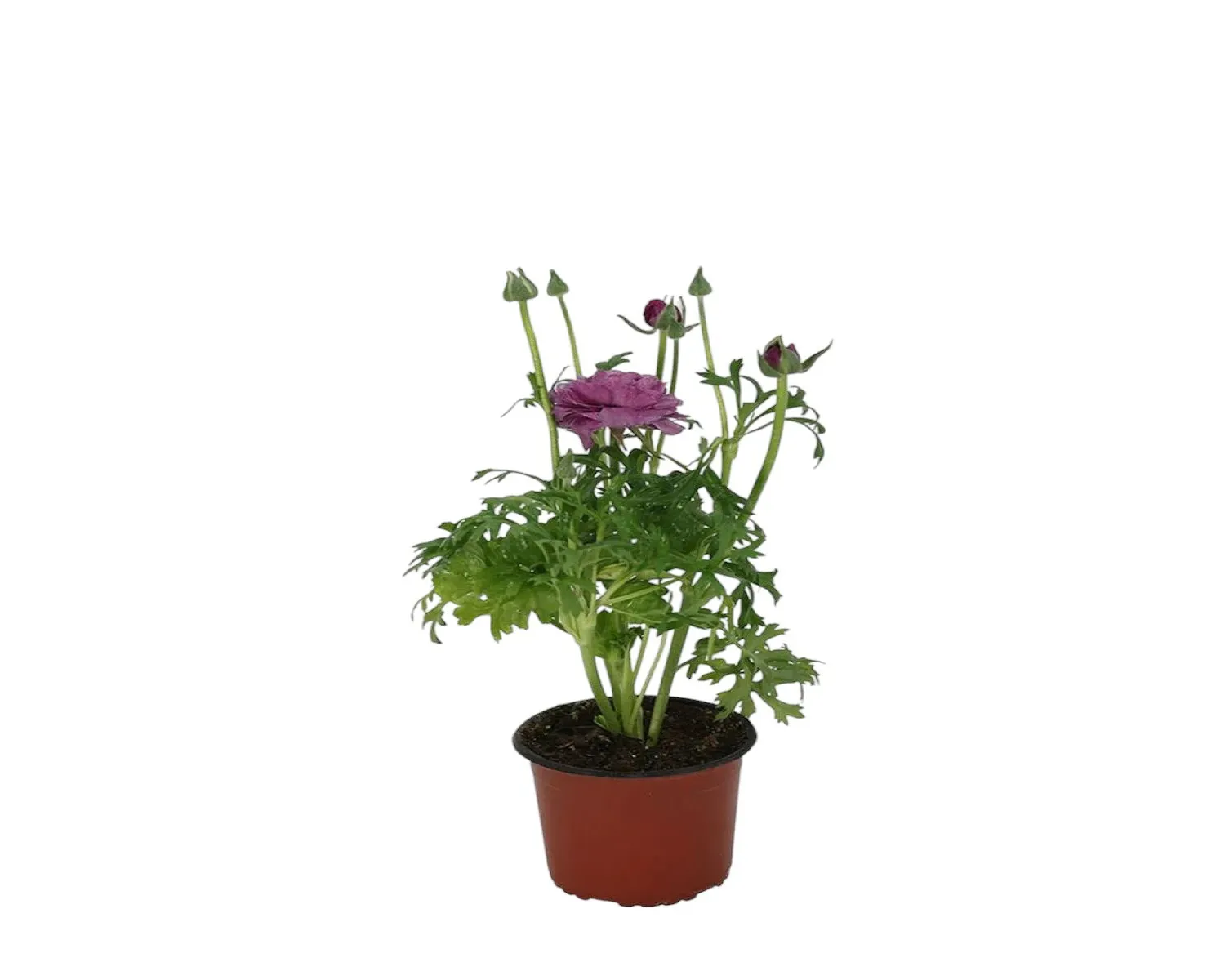 Şakayık (Paeonia)