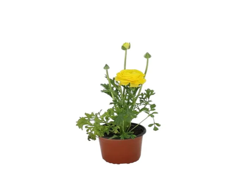Şakayık (Paeonia)