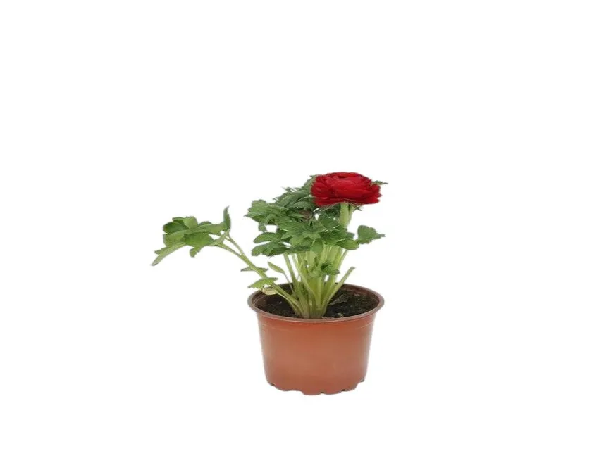 Şakayık (Paeonia)