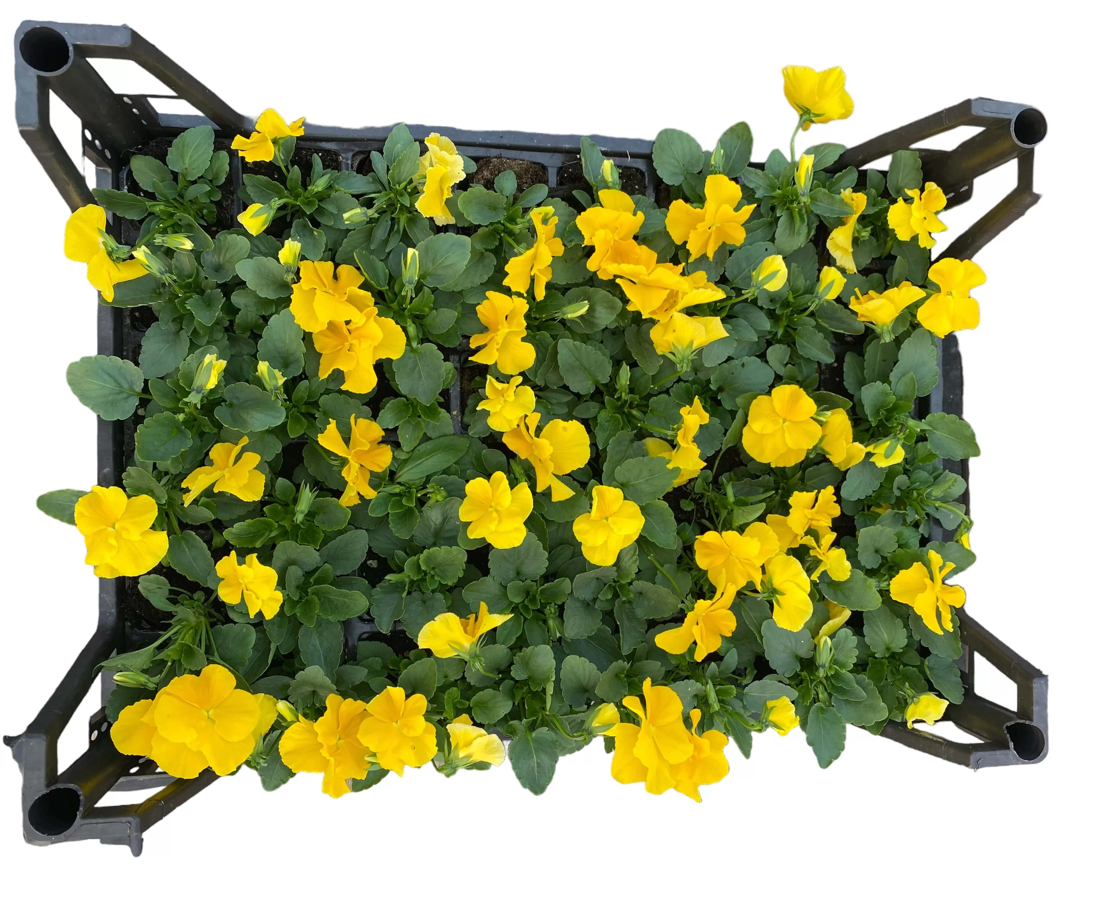 Hercai Menekşe (Viola Tricolar)