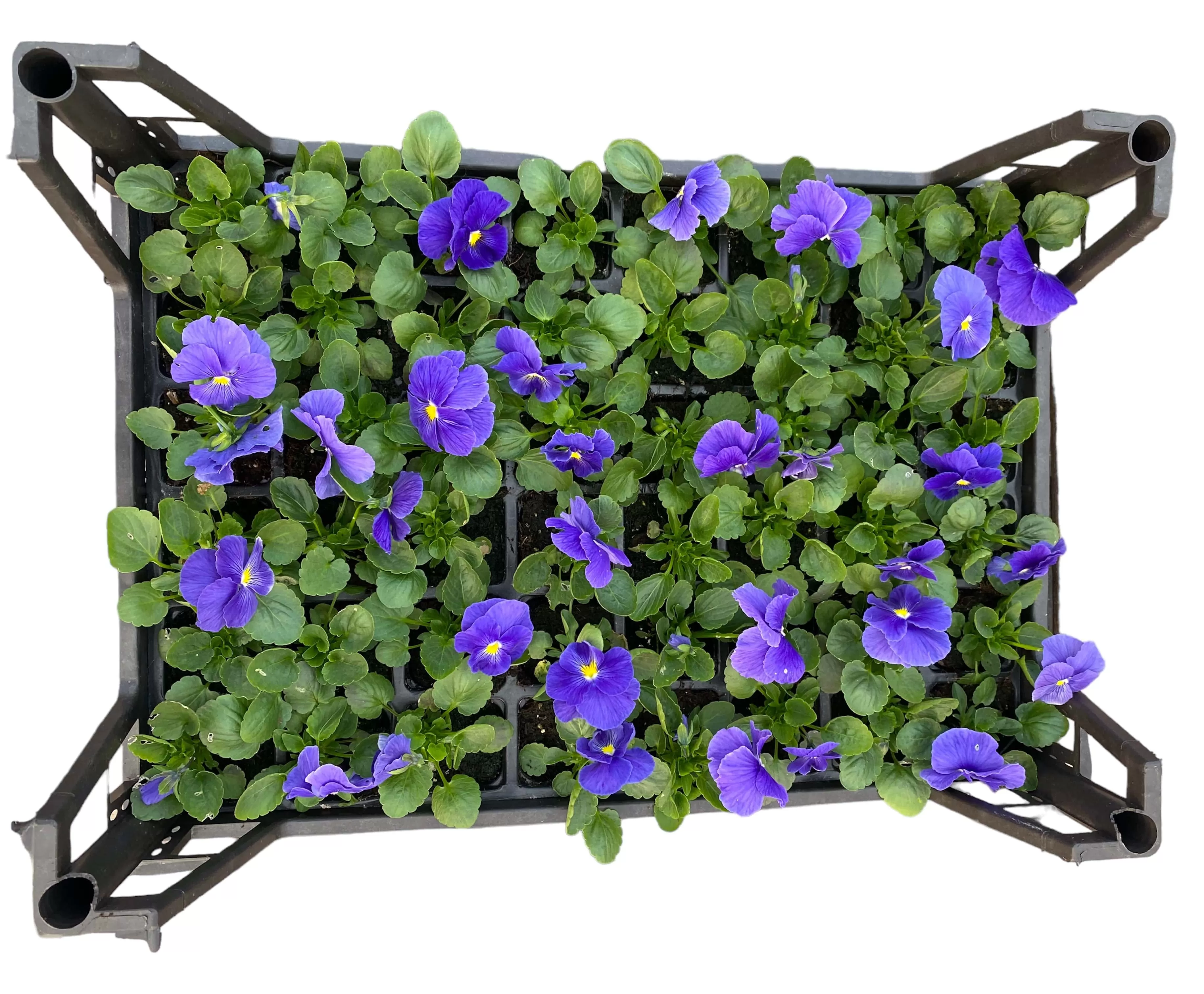 Hercai Menekşe (Viola Tricolar)