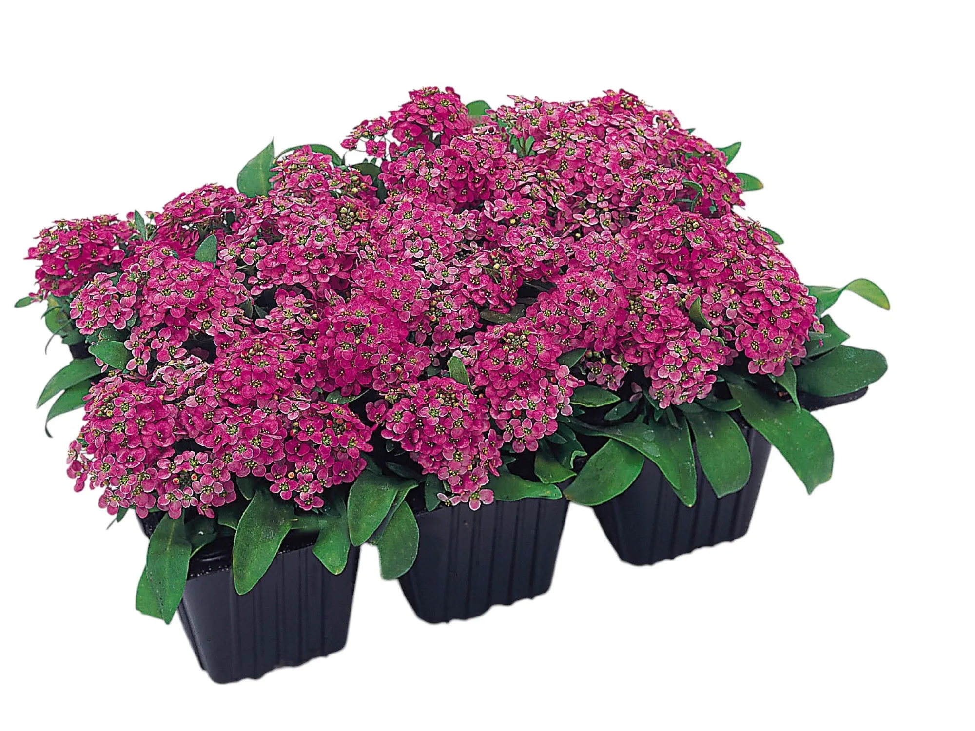 Kuduzotu (Alyssum)