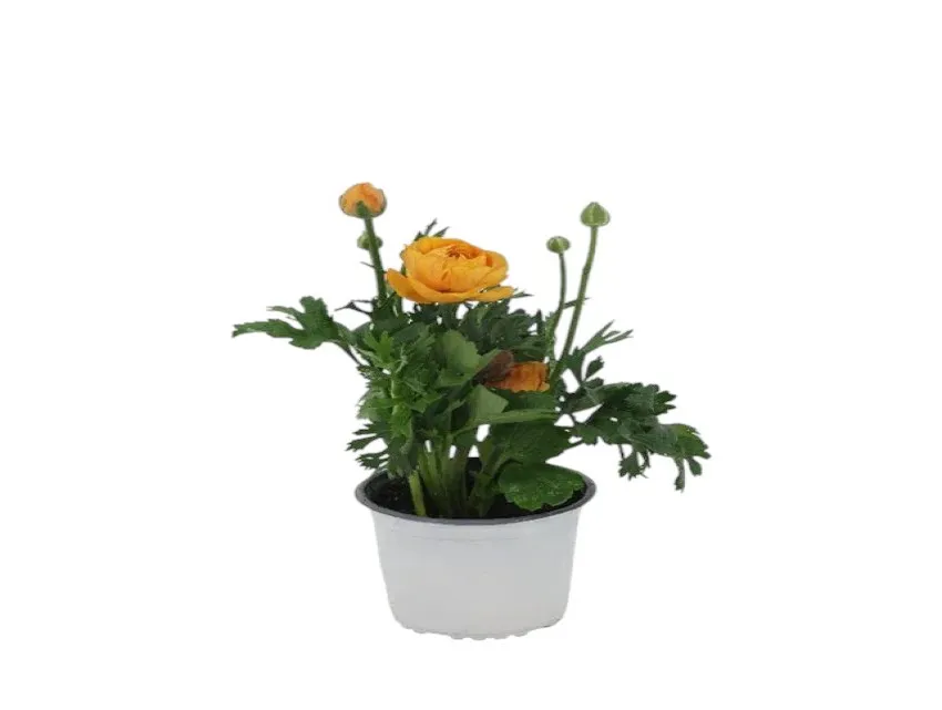 Şakayık (Paeonia)
