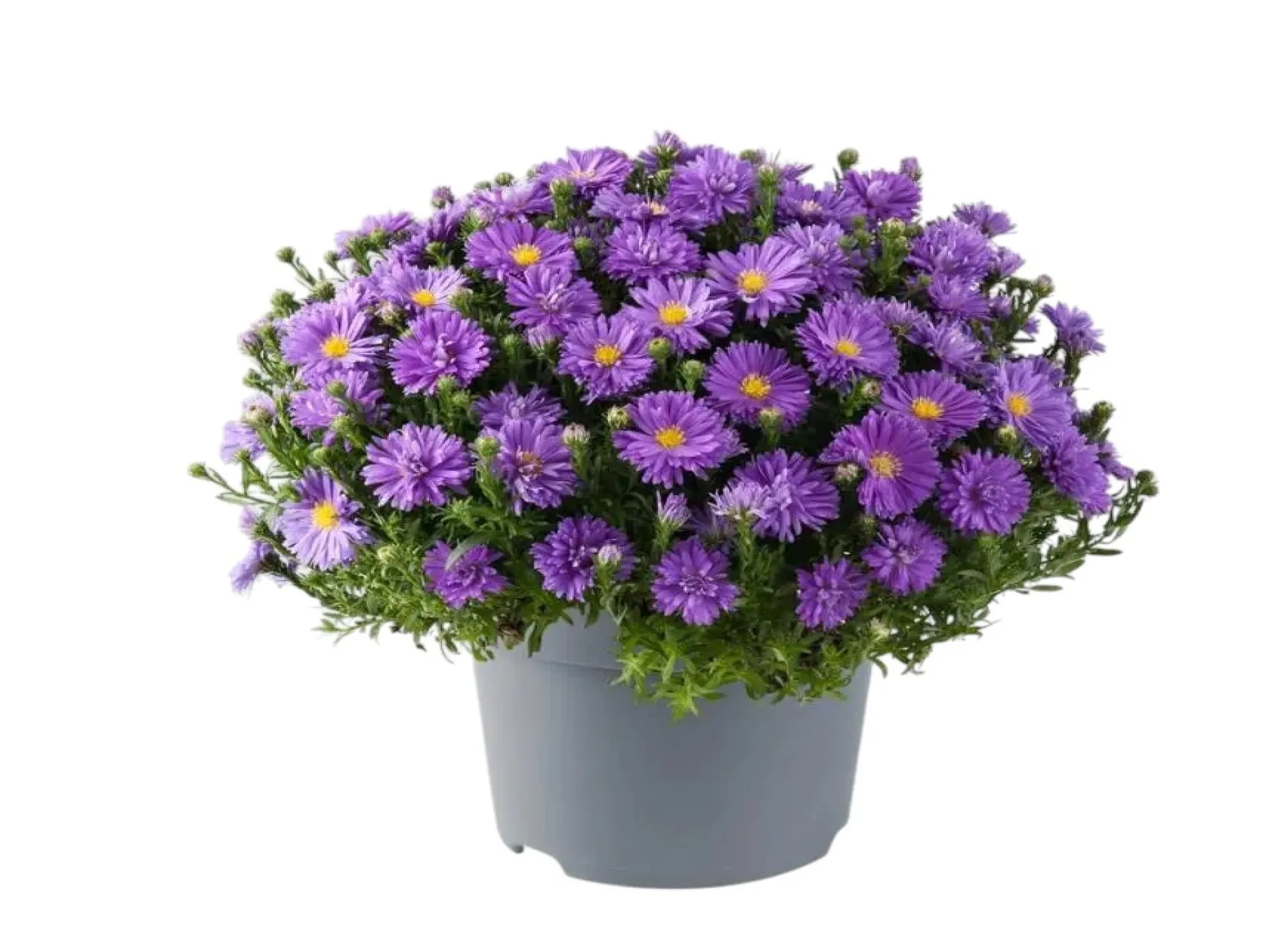 Kır Papatyası (Aster Alpinus)