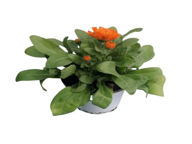 Kalendula (Calendula Officinalis L)
