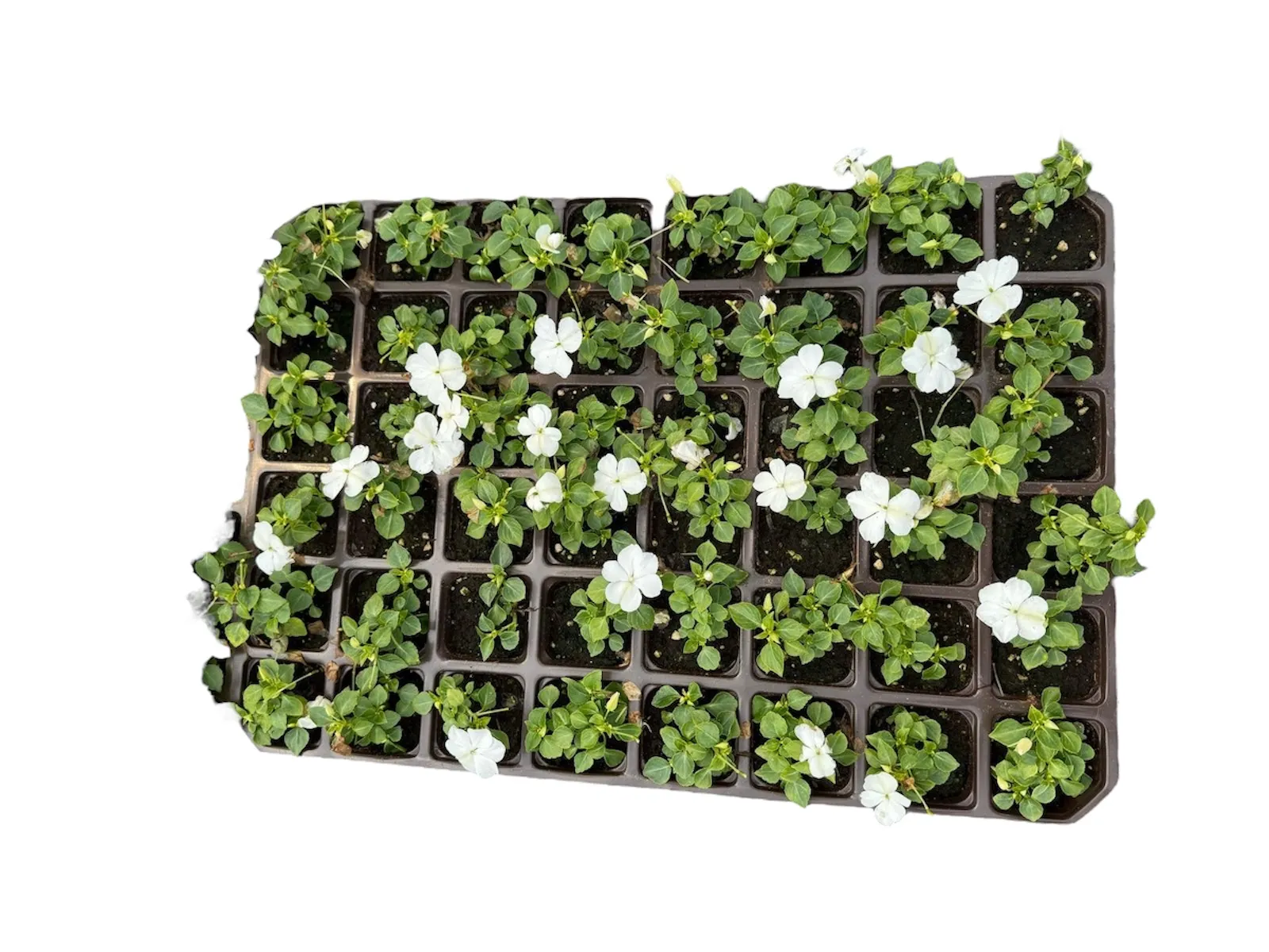 Cam Güzeli (Impatiens)