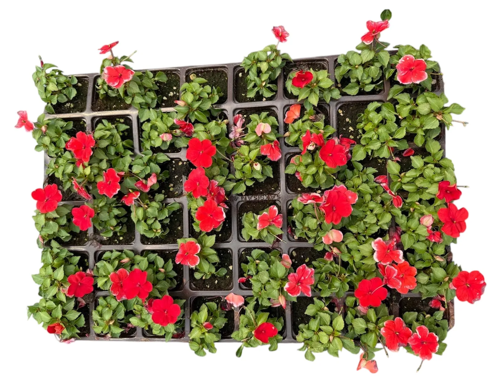 Cam Güzeli (Impatiens)