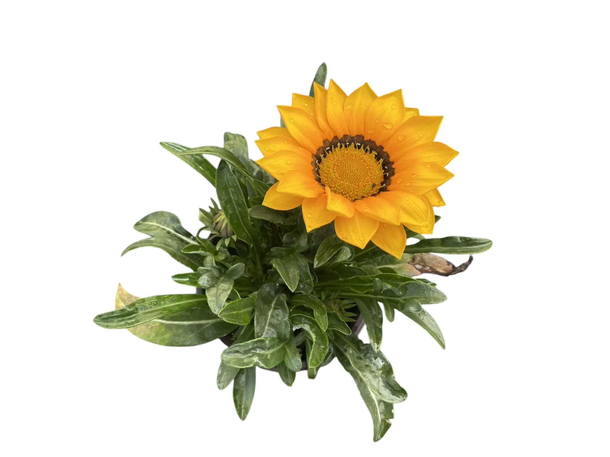 Gazanya (Gazania Rigens)