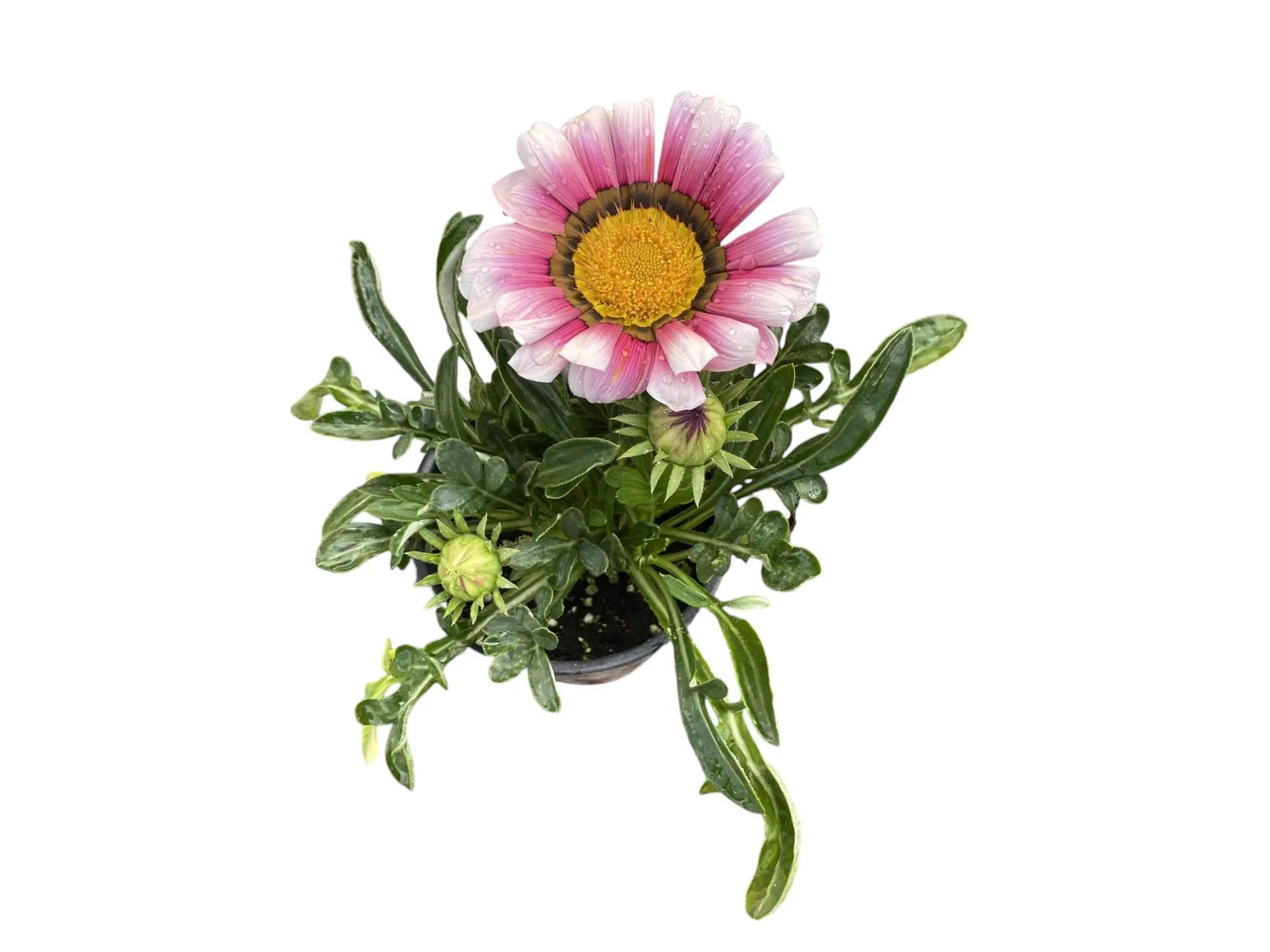 Gazanya (Gazania Rigens)