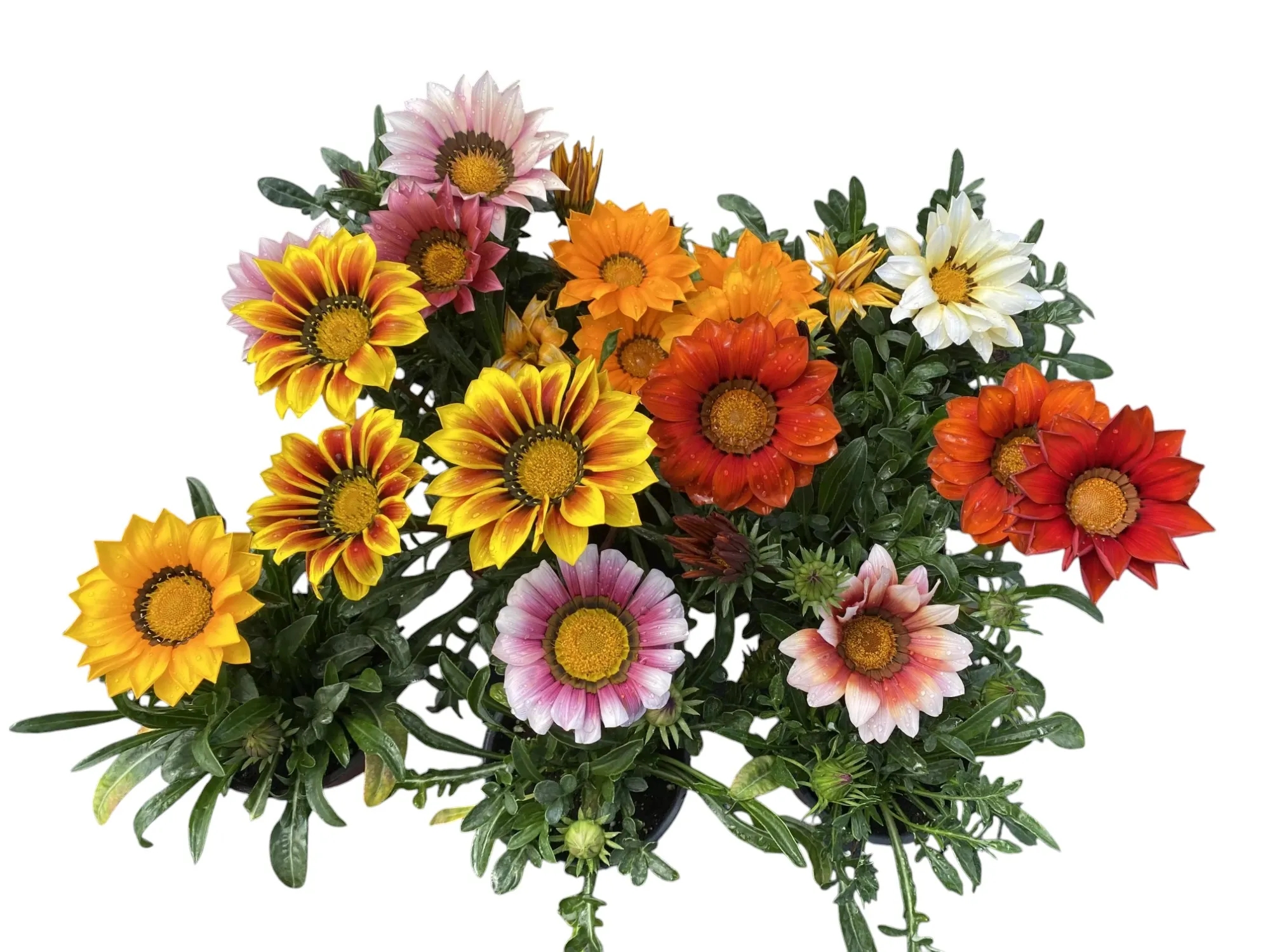 Gazanya (Gazania Rigens)