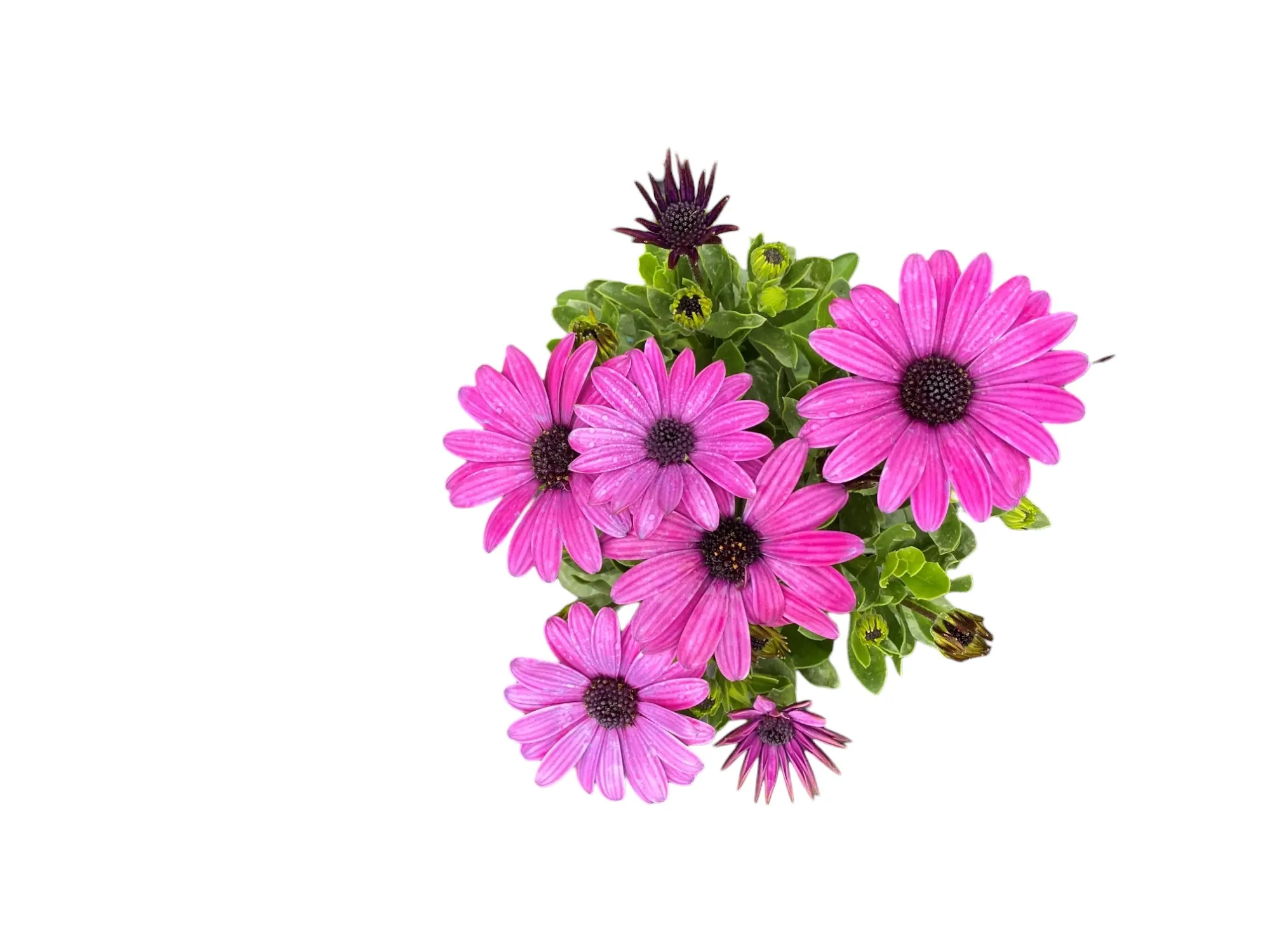 Bodrum Papatyası (Osteospermum Fruticosum)