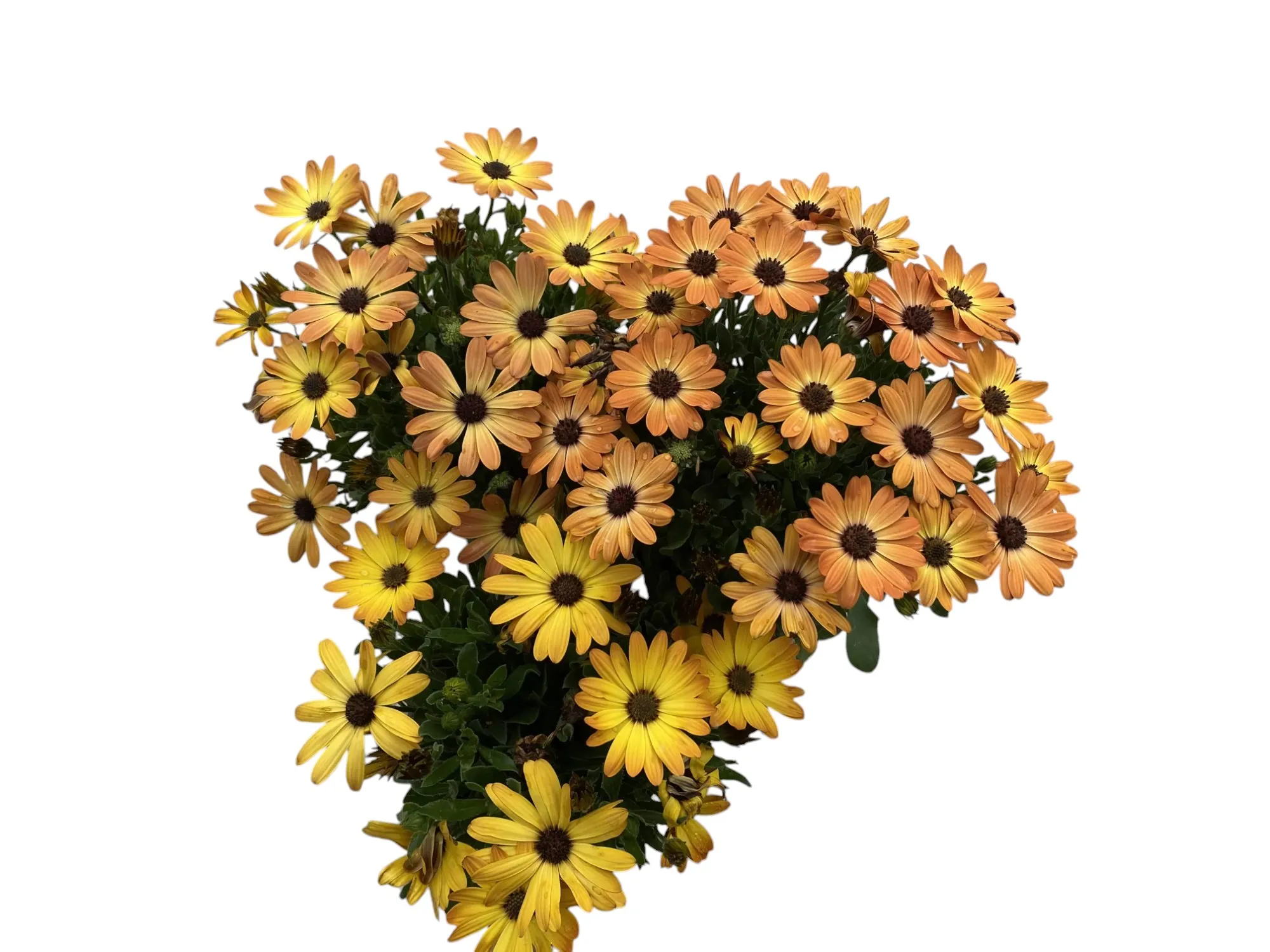 Bodrum Papatyası (Osteospermum Fruticosum)