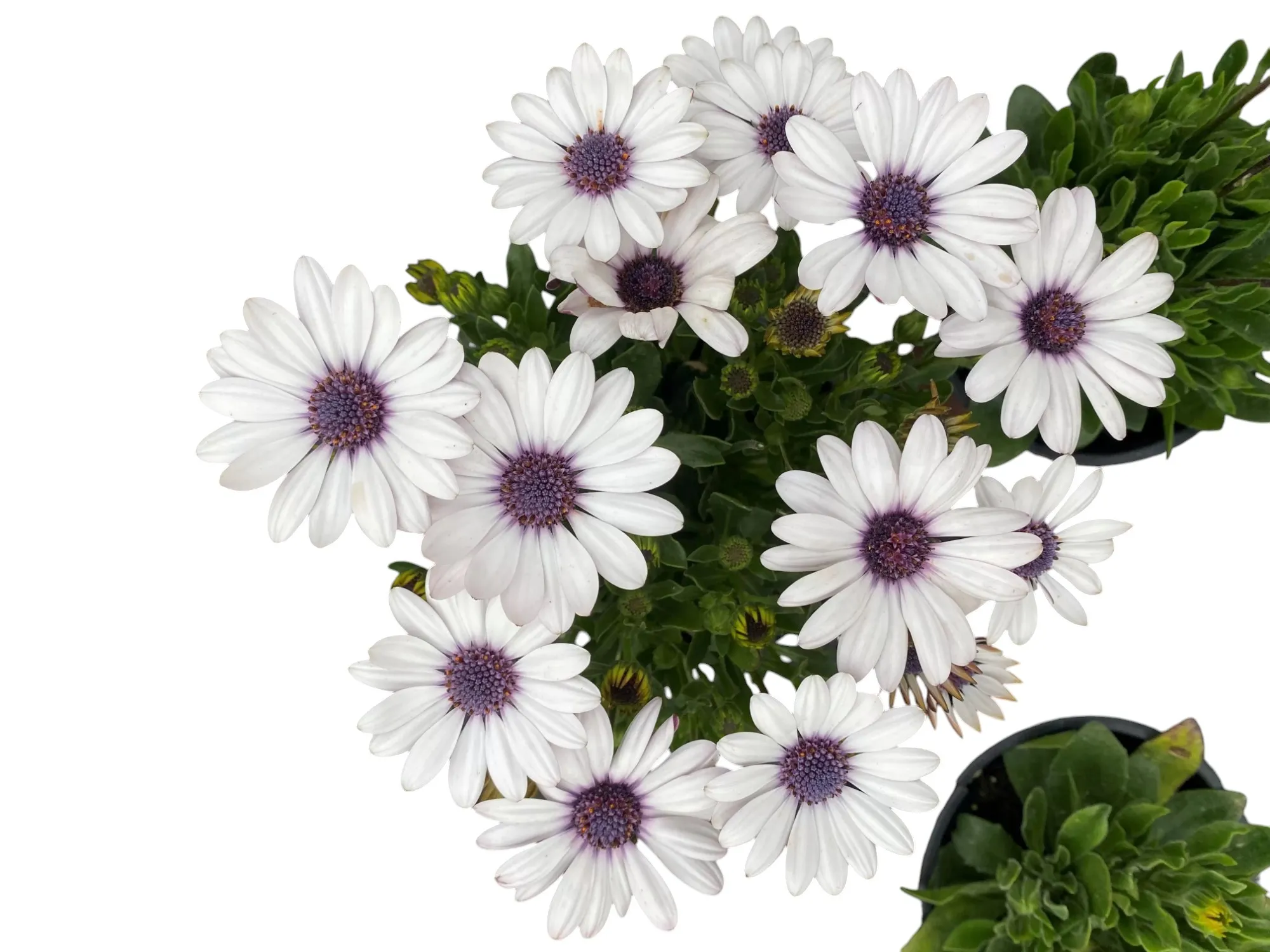 Bodrum Papatyası (Osteospermum Fruticosum)