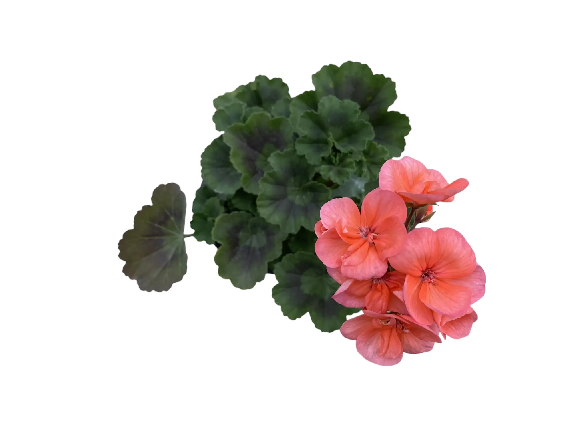 Sardunya (Pelargonium sp)