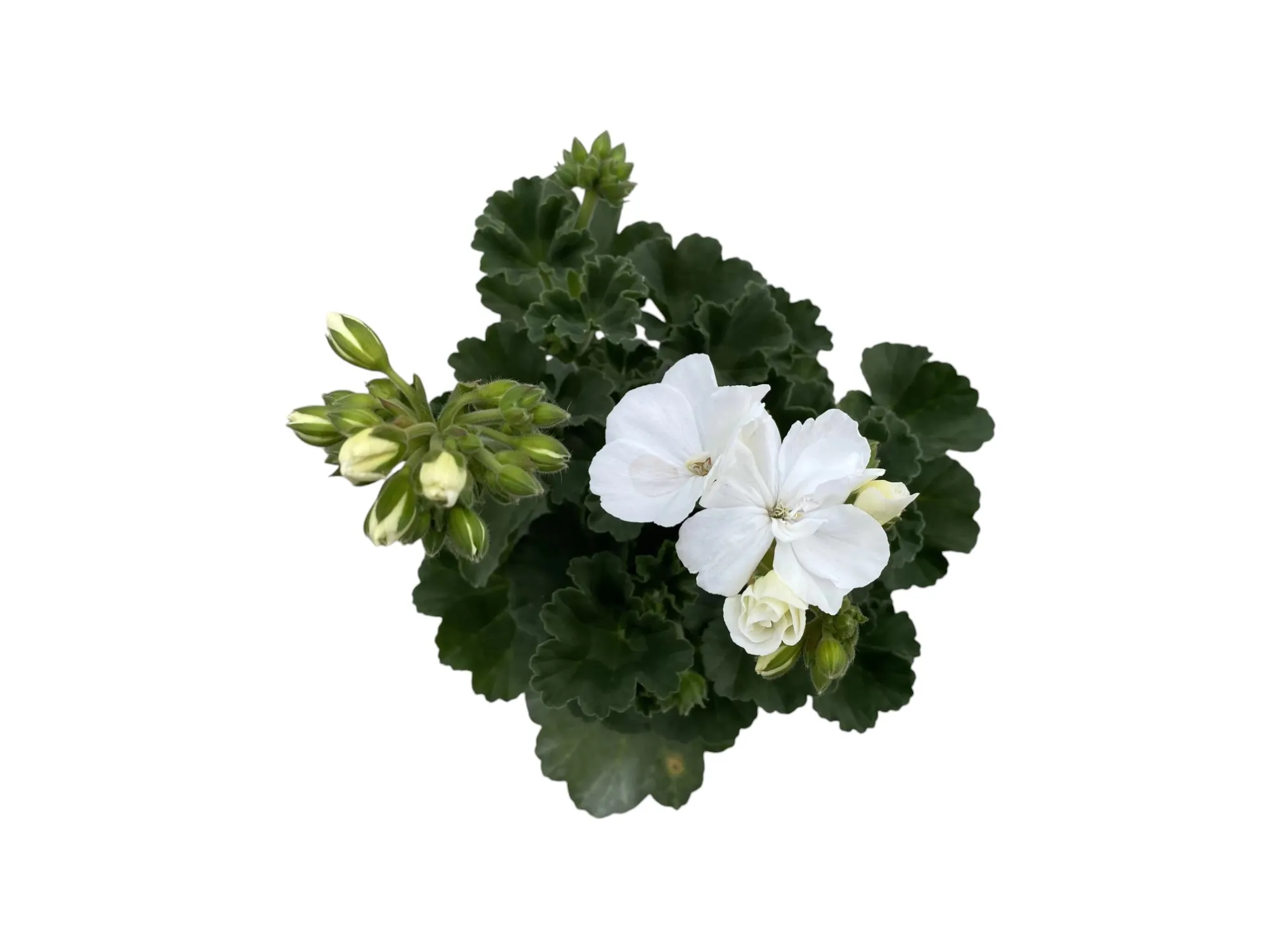 Sardunya (Pelargonium sp)