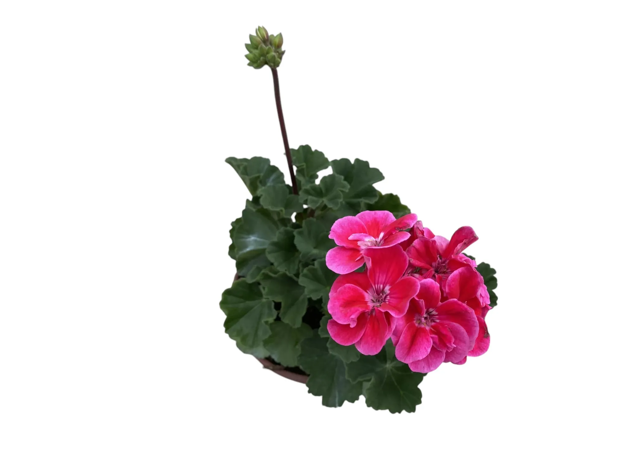 Sardunya (Pelargonium sp)