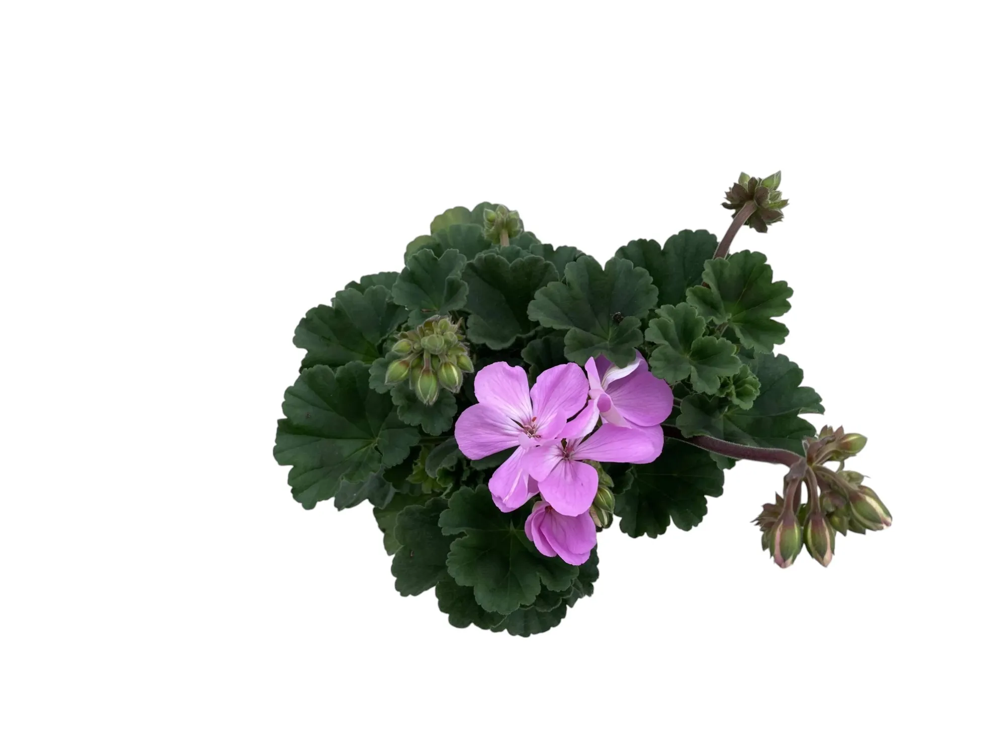 Sardunya (Pelargonium sp)