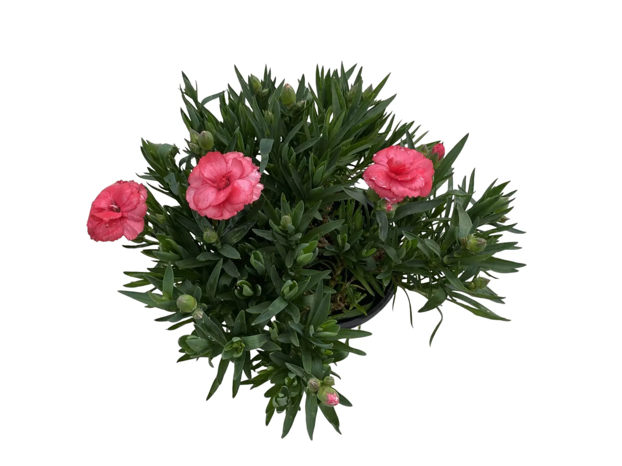 Karanfil (Dianthus Caryophyllus)