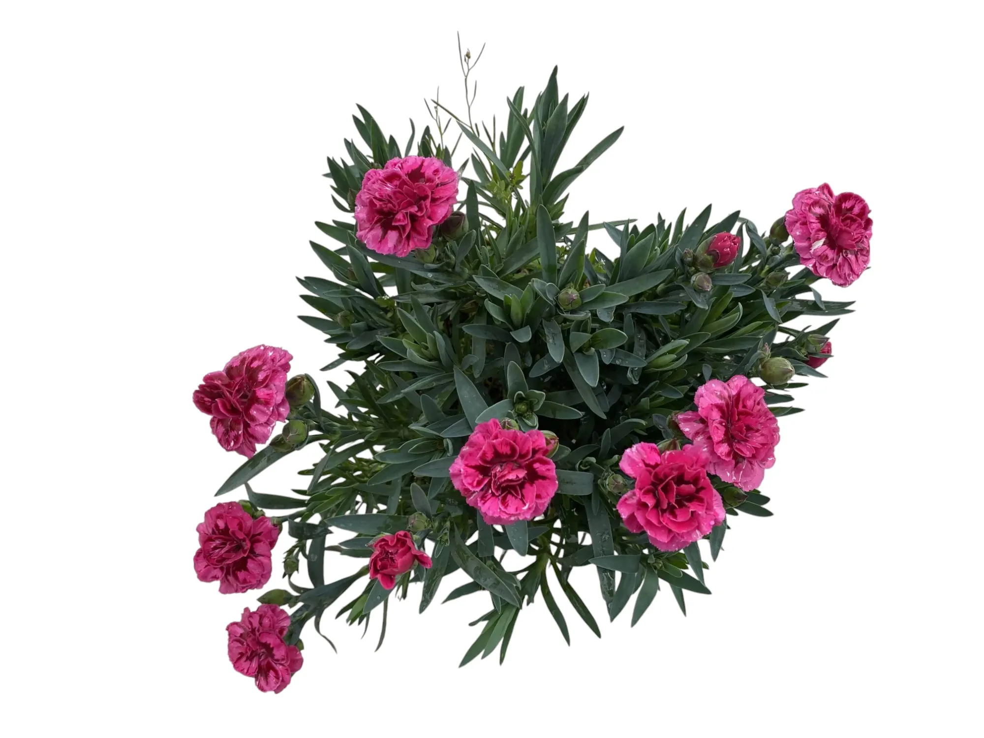 Karanfil (Dianthus Caryophyllus)