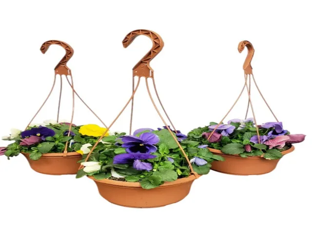 Askılı Menekşe (Viola Tricolor)