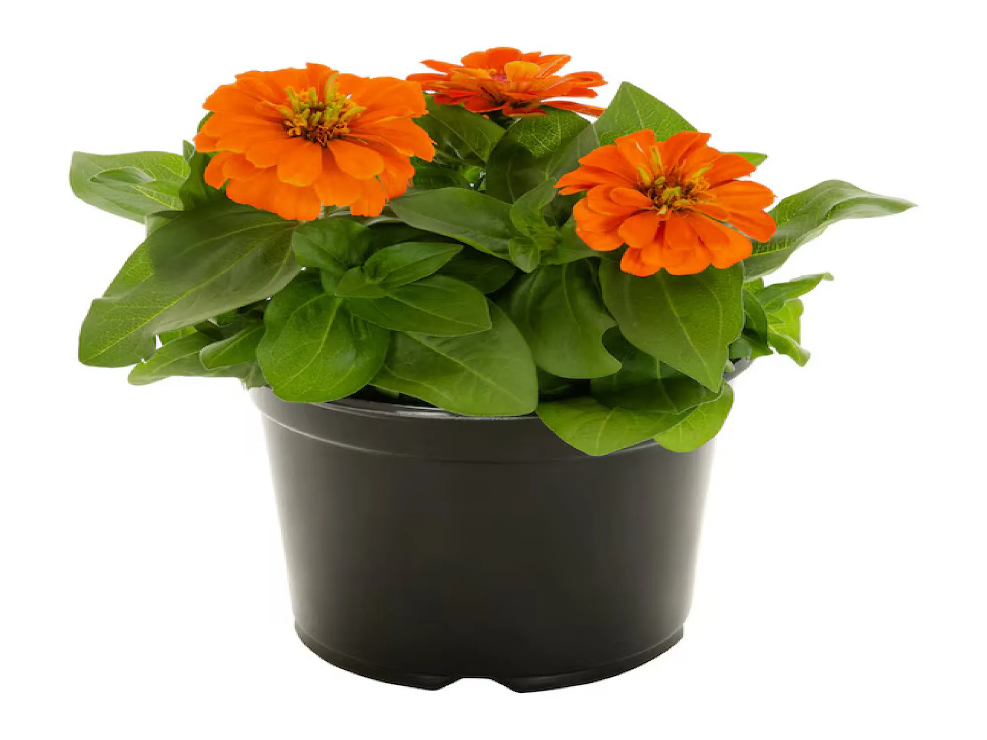 Kirli Hanım Çiçeği (Zinnia)