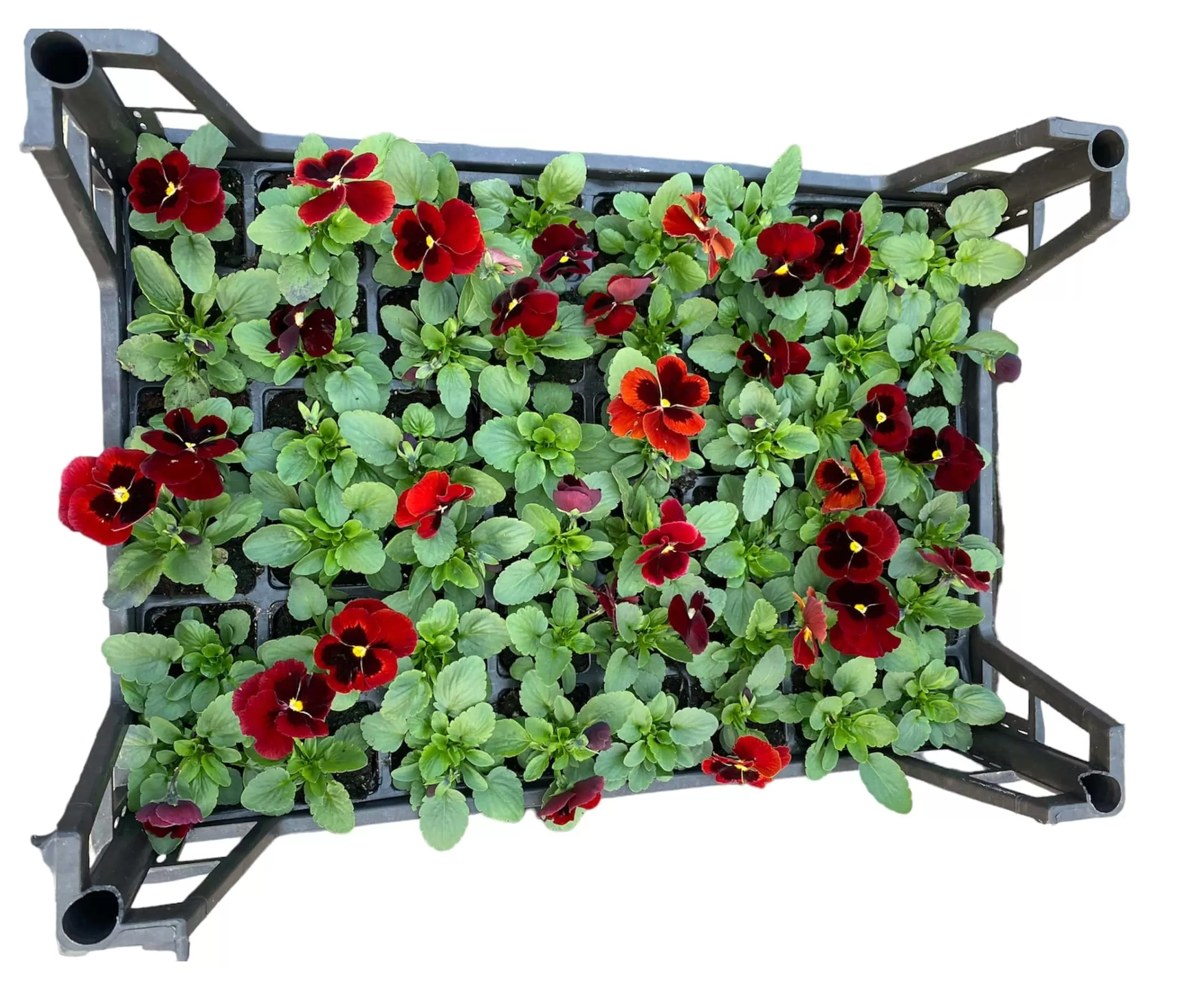 Hercai Menekşe (Viola Tricolar)