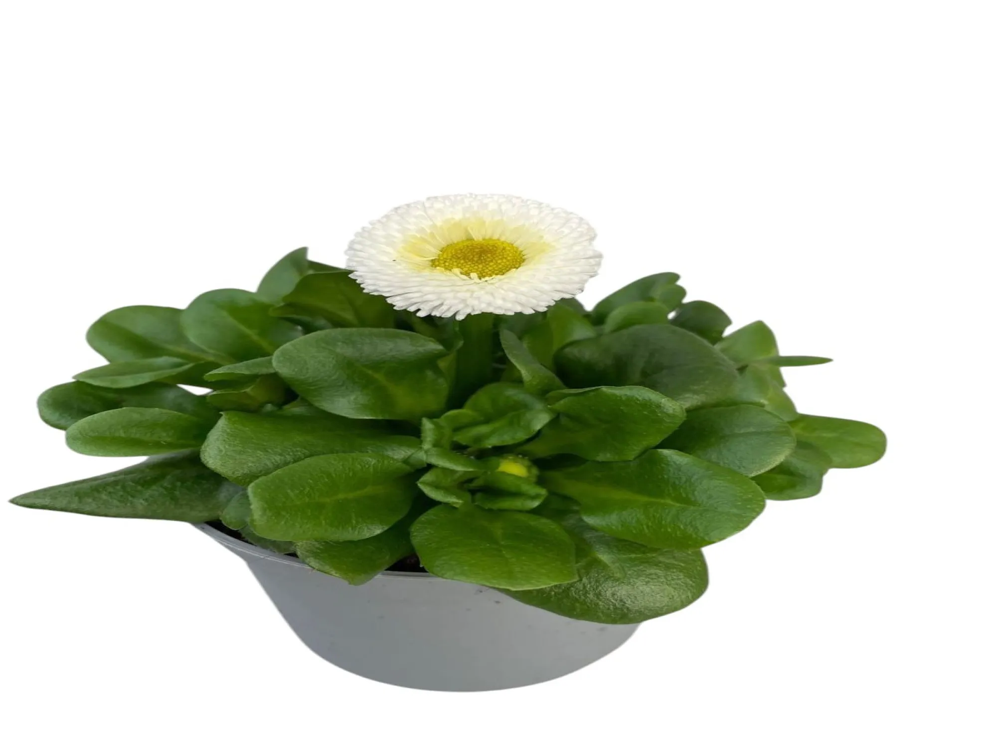 PonPon (Bellis Perennis)