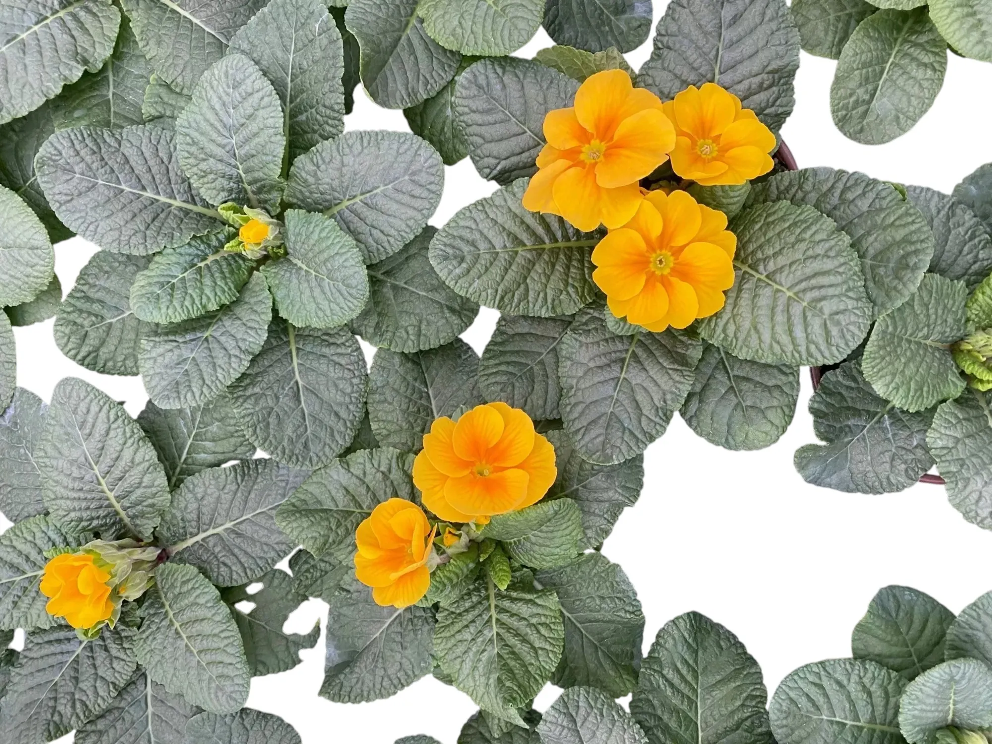 Çuha (Primrose)