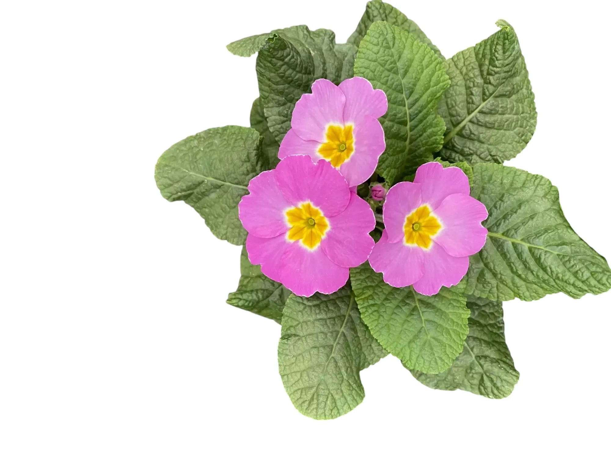 Çuha (Primrose)