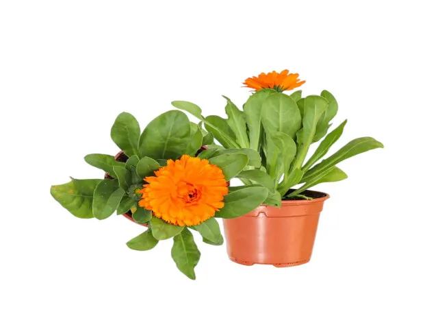 Kalendula (Calendula Officinalis L)