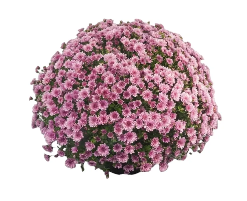 Kasımpatı (Chrysanthemum)