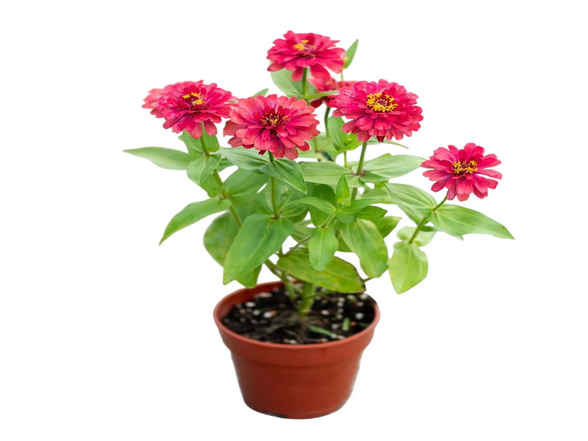 Kirli Hanım Çiçeği (Zinnia)