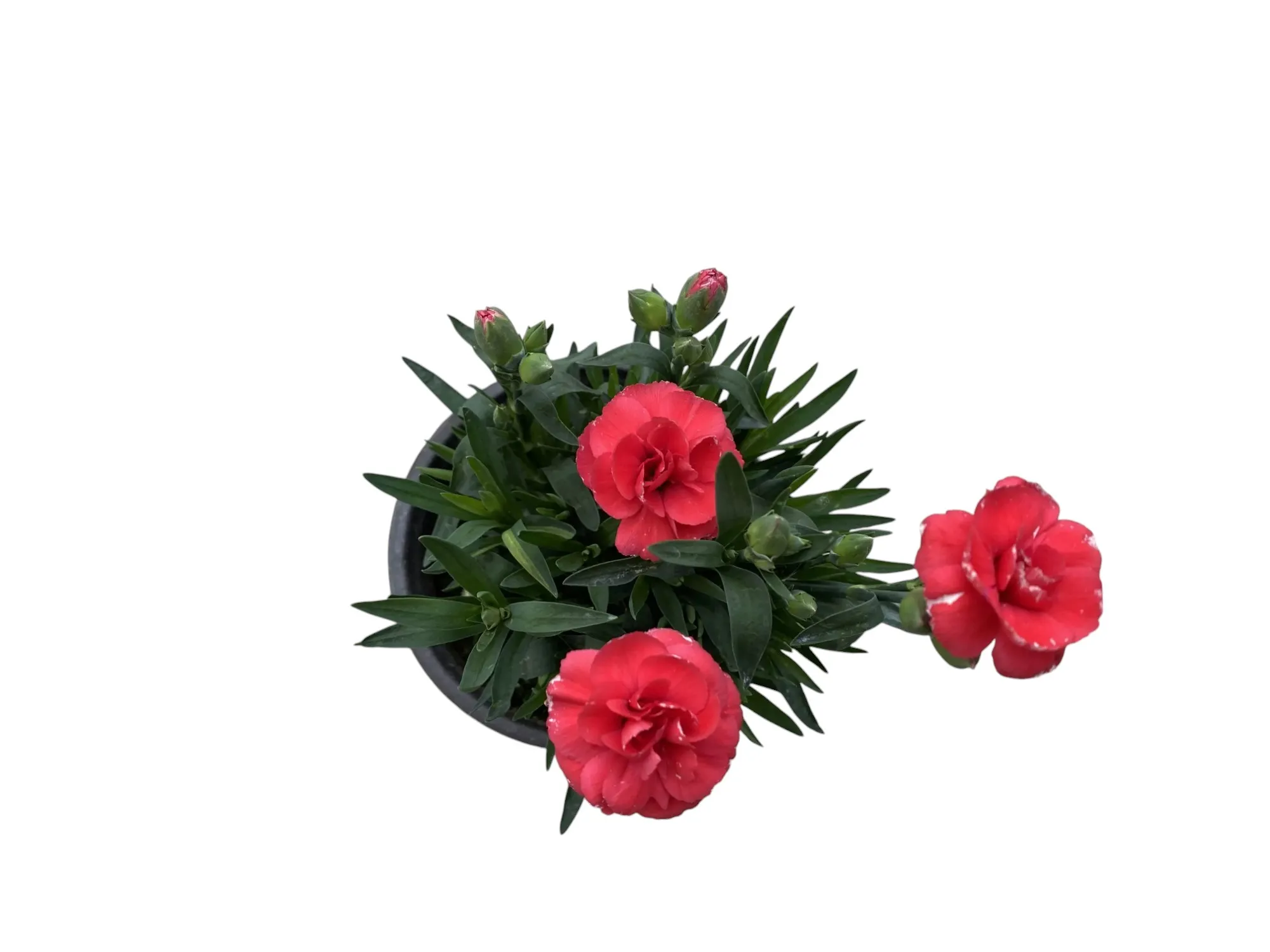 Karanfil (Dianthus Caryophyllus)
