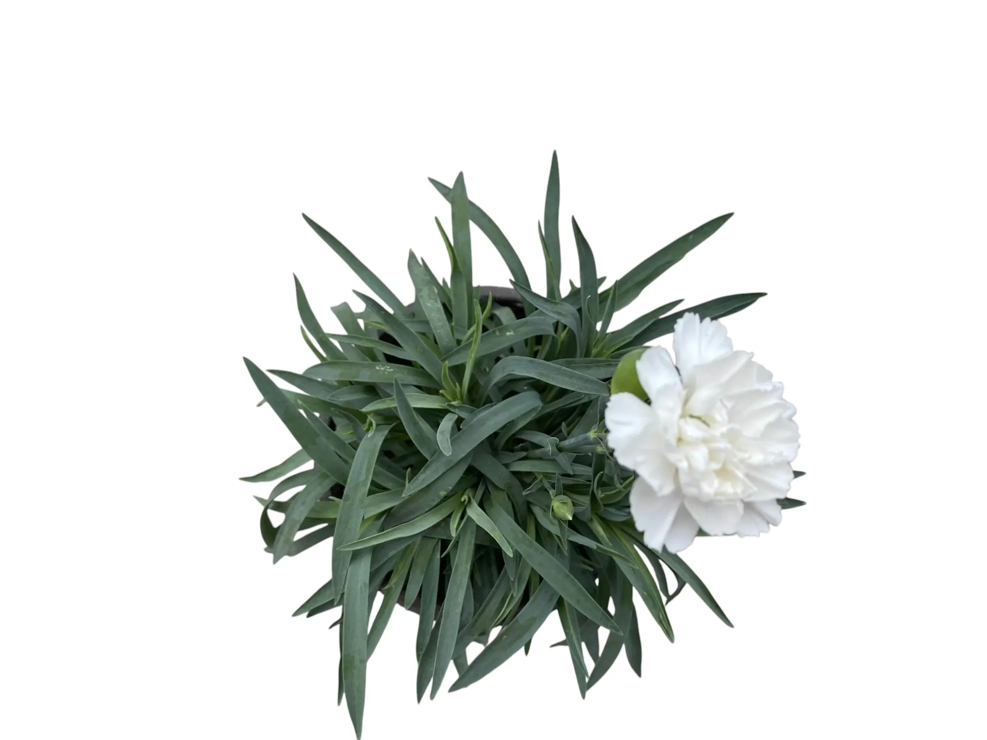 Karanfil (Dianthus Caryophyllus)