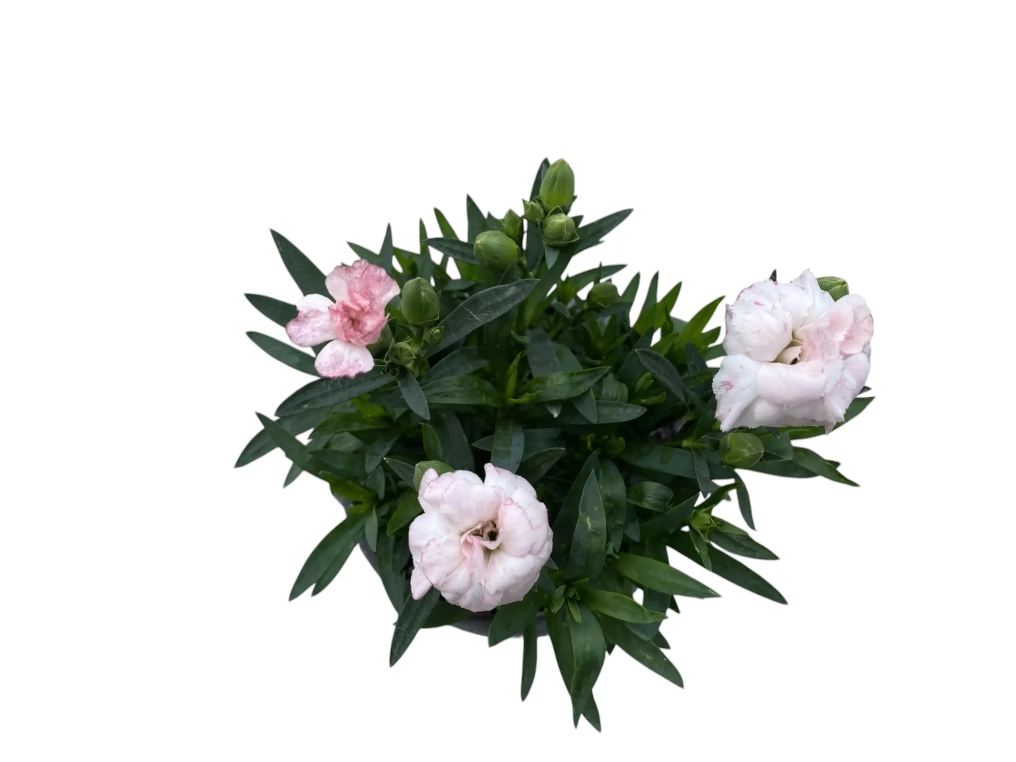 Karanfil (Dianthus Caryophyllus)