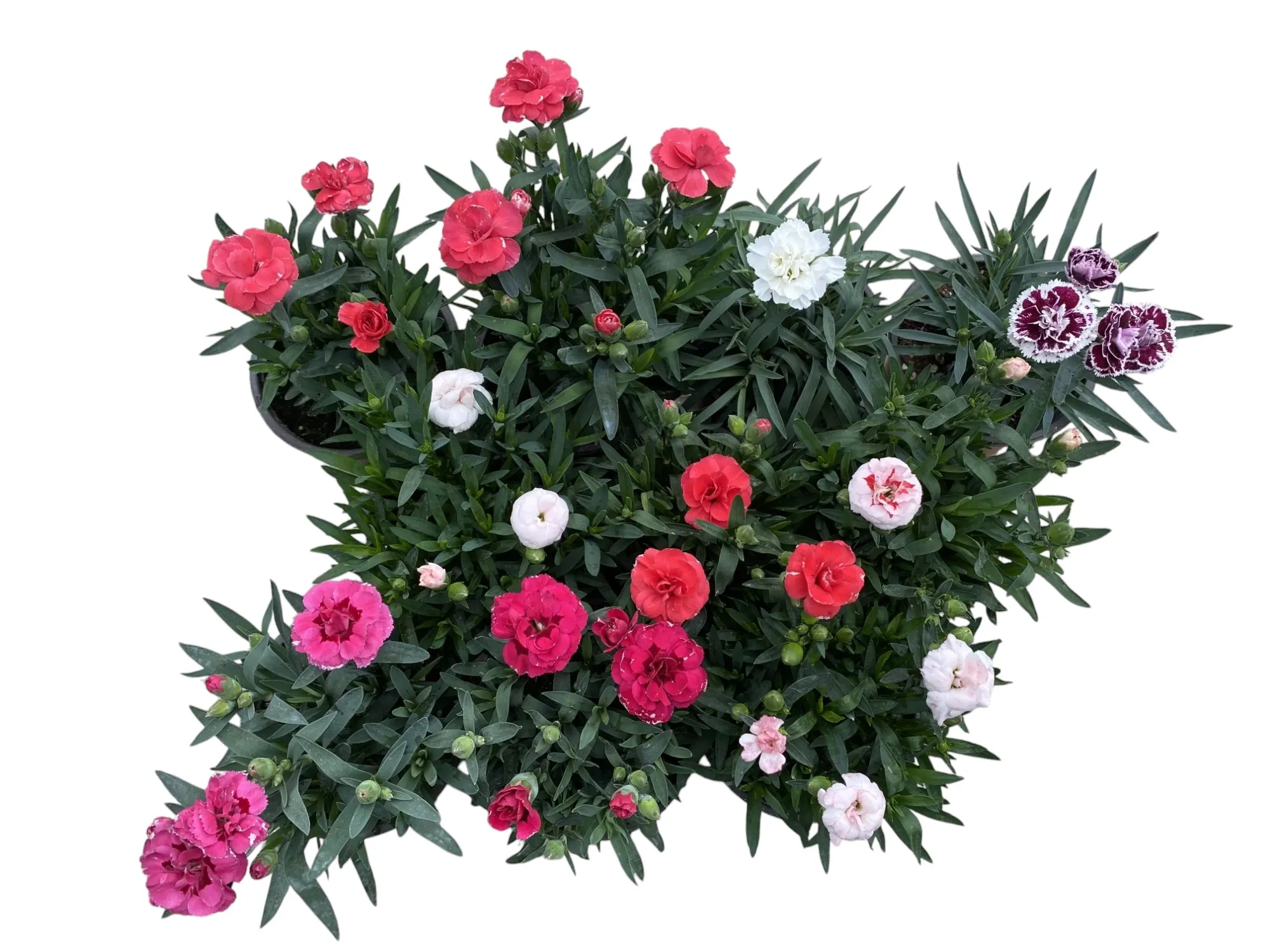 Karanfil (Dianthus Caryophyllus)